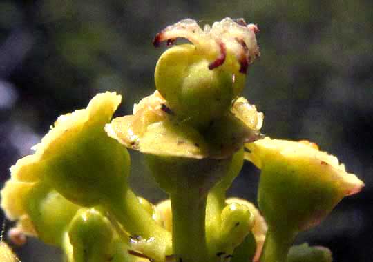 Euphorbia schlechtendalii | Medicinal plant in the Akhdar encyclopedia — Image 2
