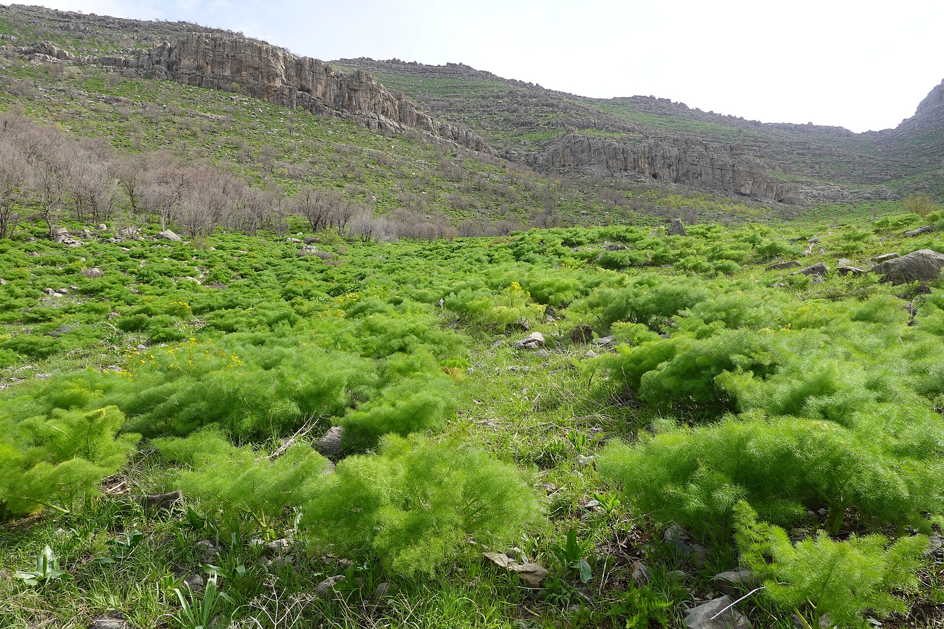 Kalkh | Medicinal plant in the Akhdar encyclopedia — Image 2