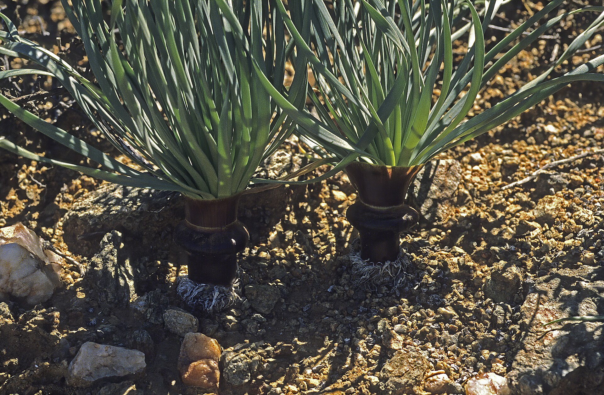 Giethilis namquinsis | Medicinal plant in the Akhdar Encyclopedia — Image 2
