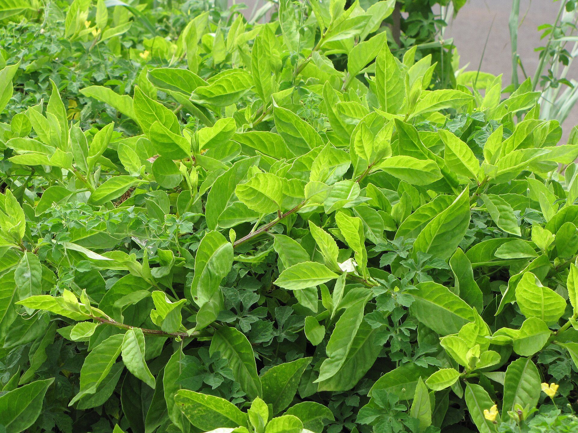 Bicolor Gynura | Medicinal Plant in Akhdar Encyclopedia — Image 2