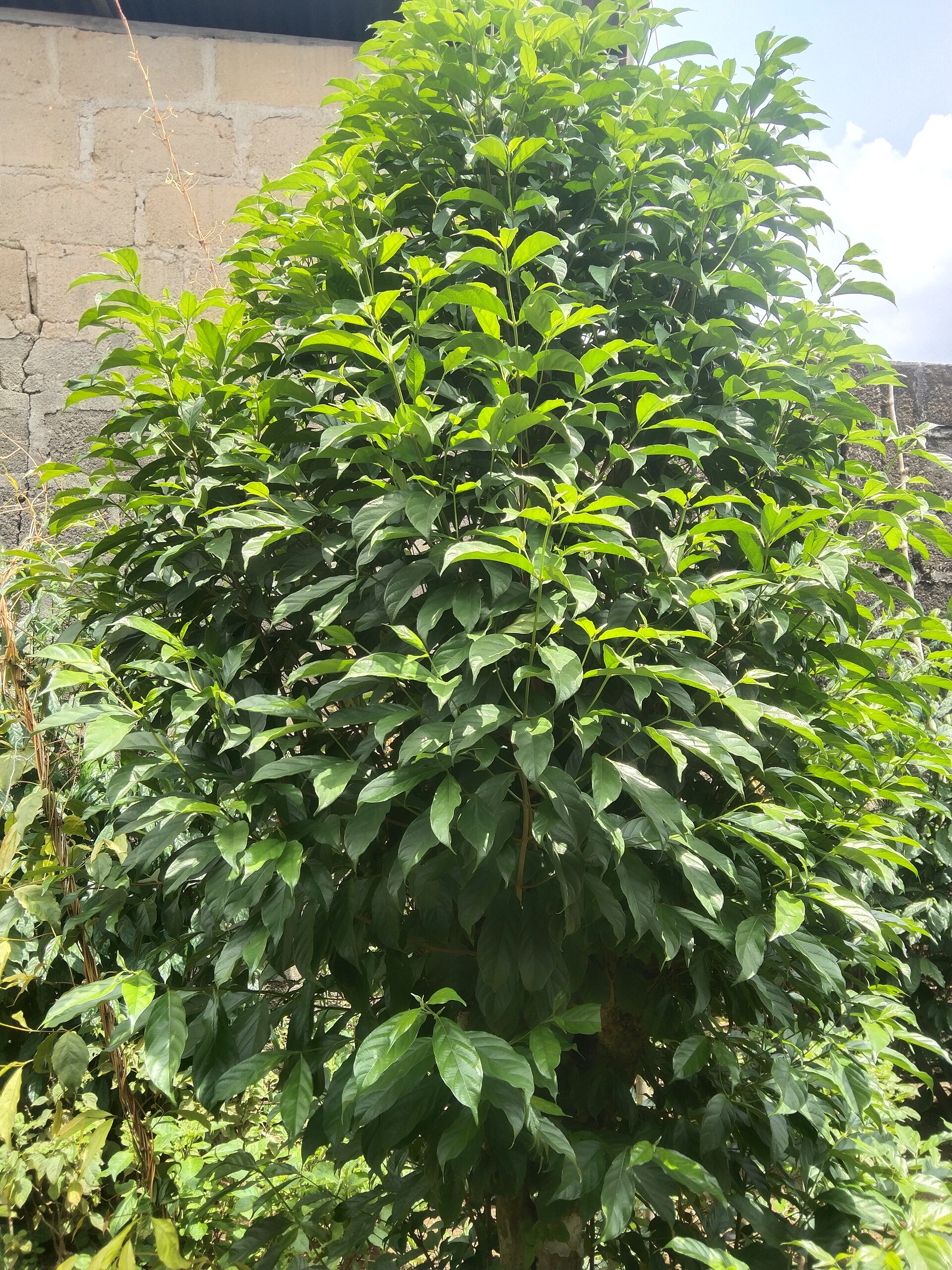 Hensia crenita | Medicinal plant in the Akhdar Encyclopedia — Image 2