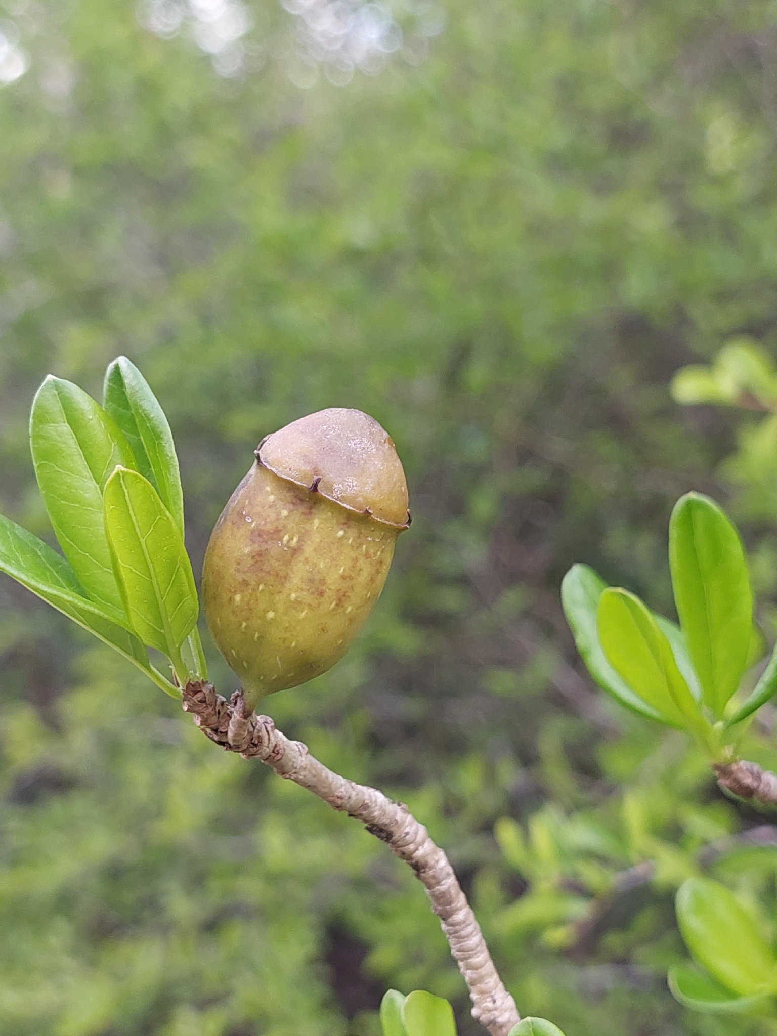 Hentonia octomira | Medicinal plant in the Akhdar Encyclopedia — Image 2
