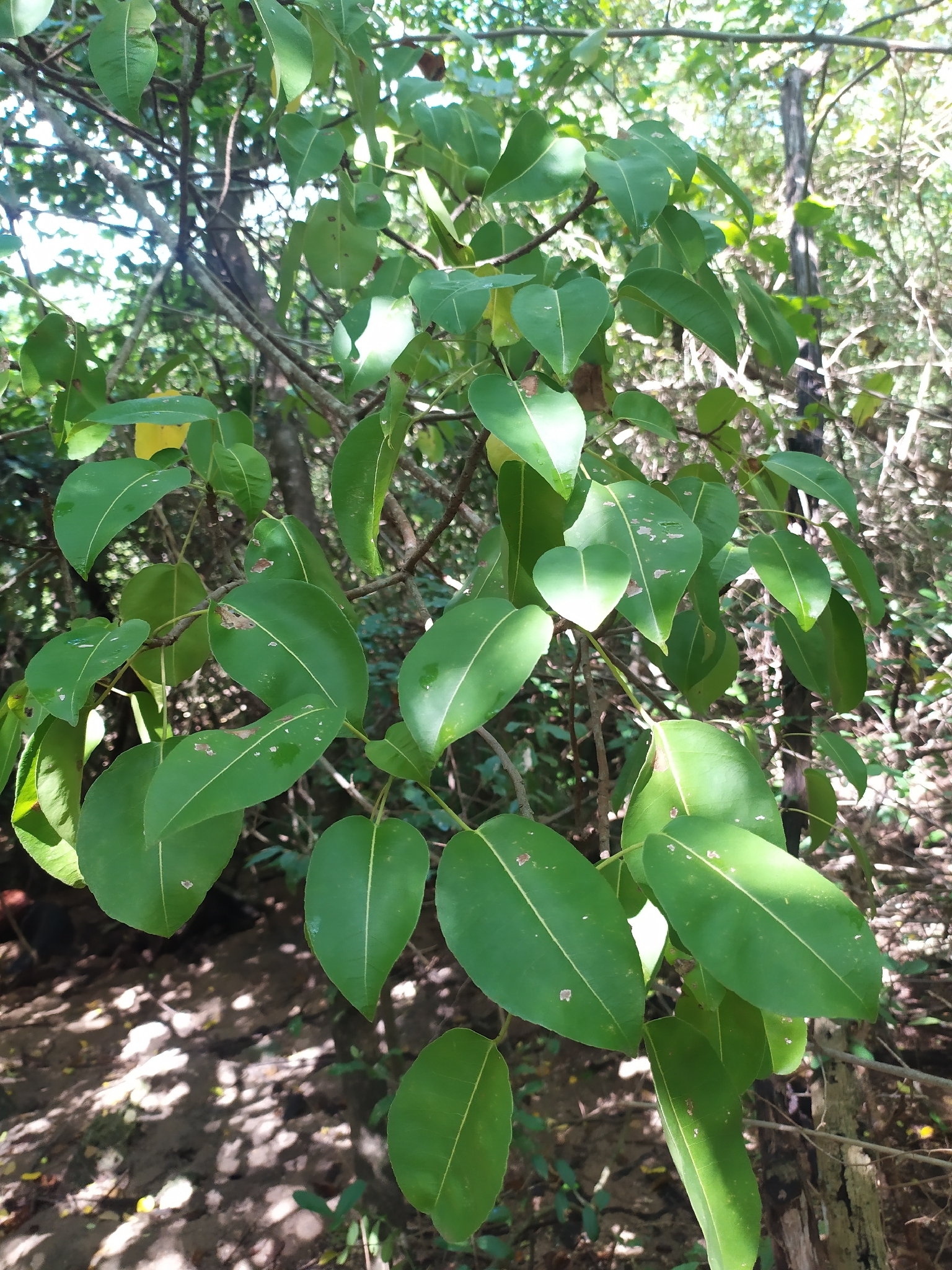Menchineel | Planta medicinal en la Enciclopedia Akhdar — Imagen 2