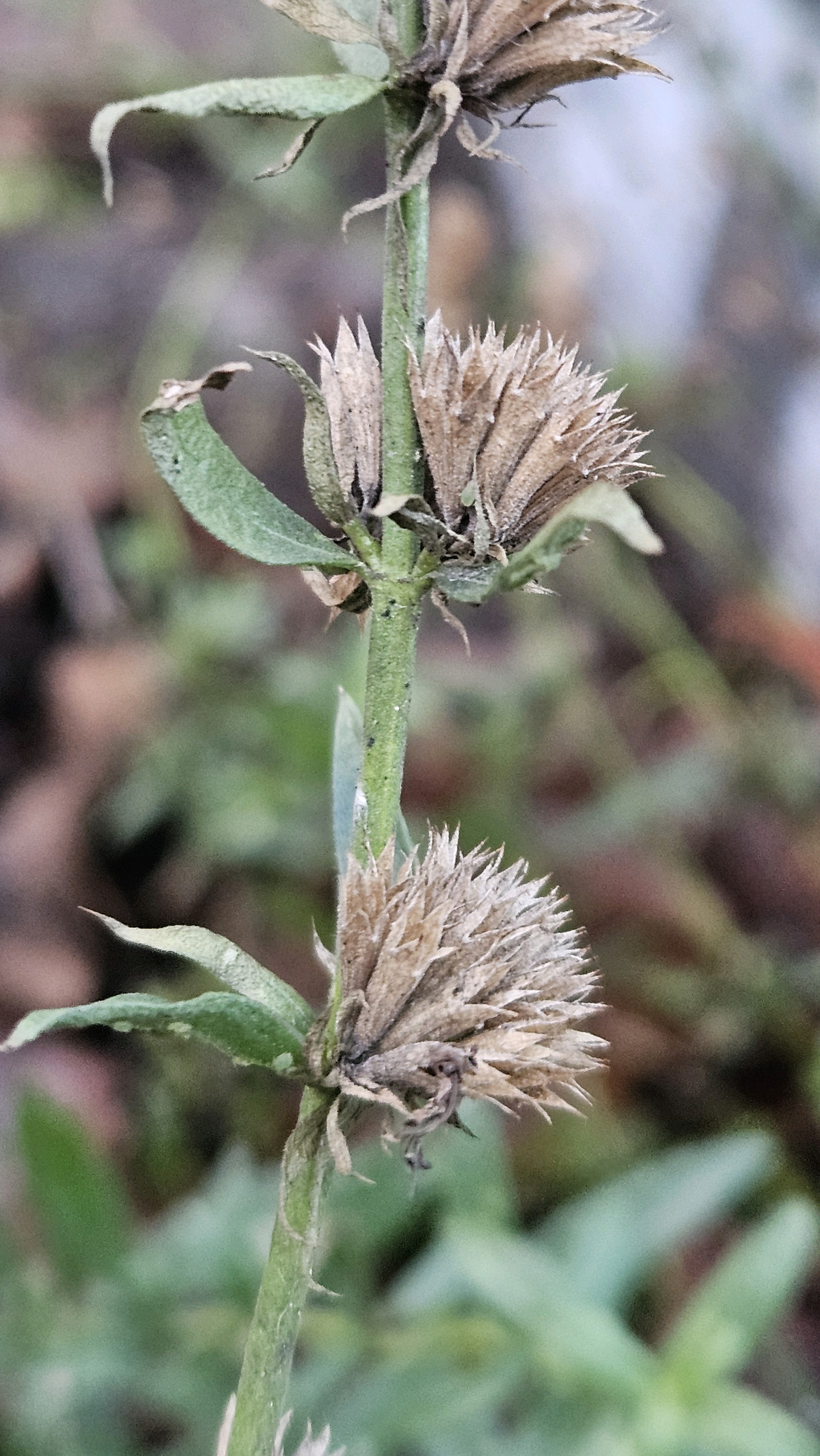 Hisopo medicinal | Planta medicinal en la enciclopedia Akhdar — Imagen 2