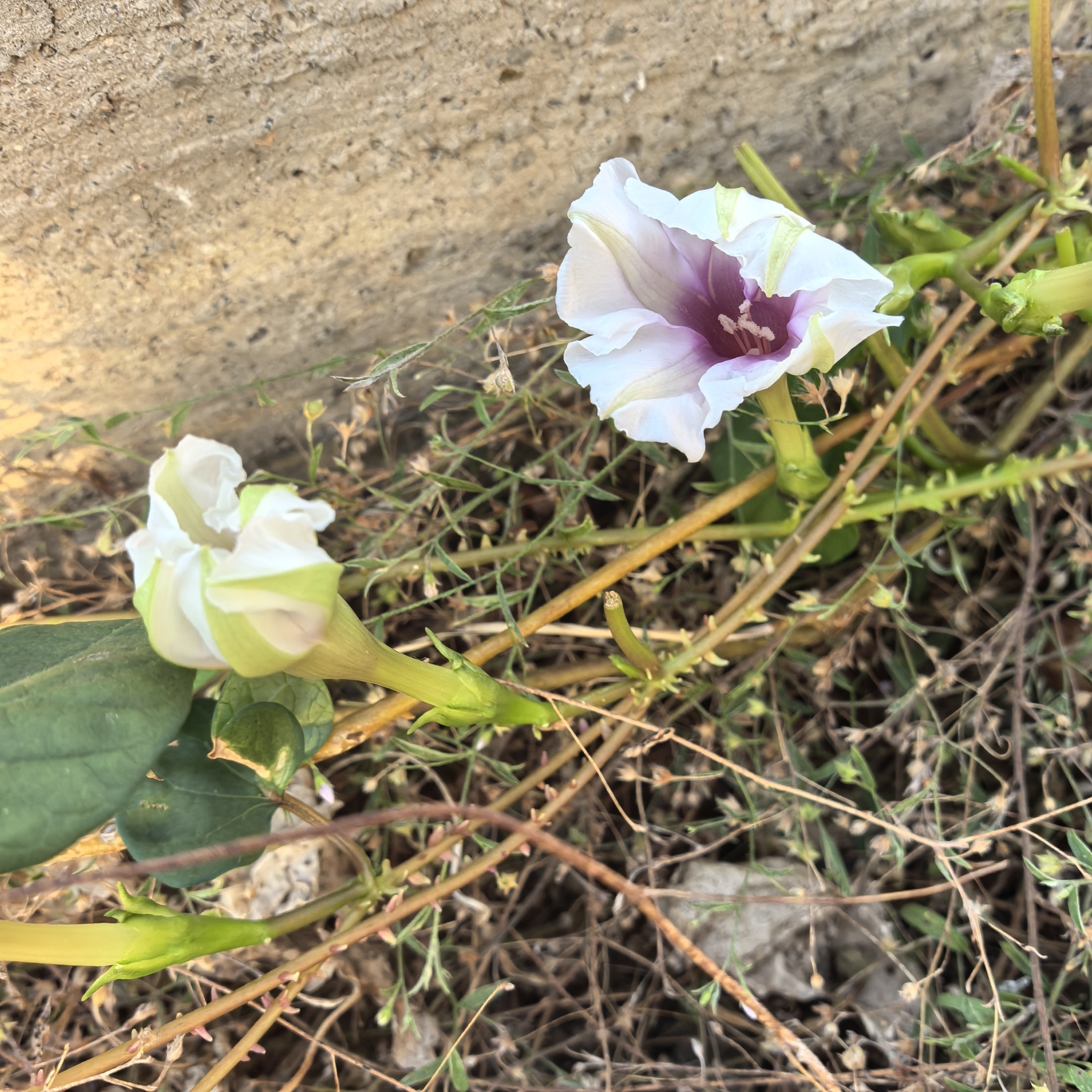 Ipomoea muricata | Medicinal plant in the Akhdar Encyclopedia — Image 2