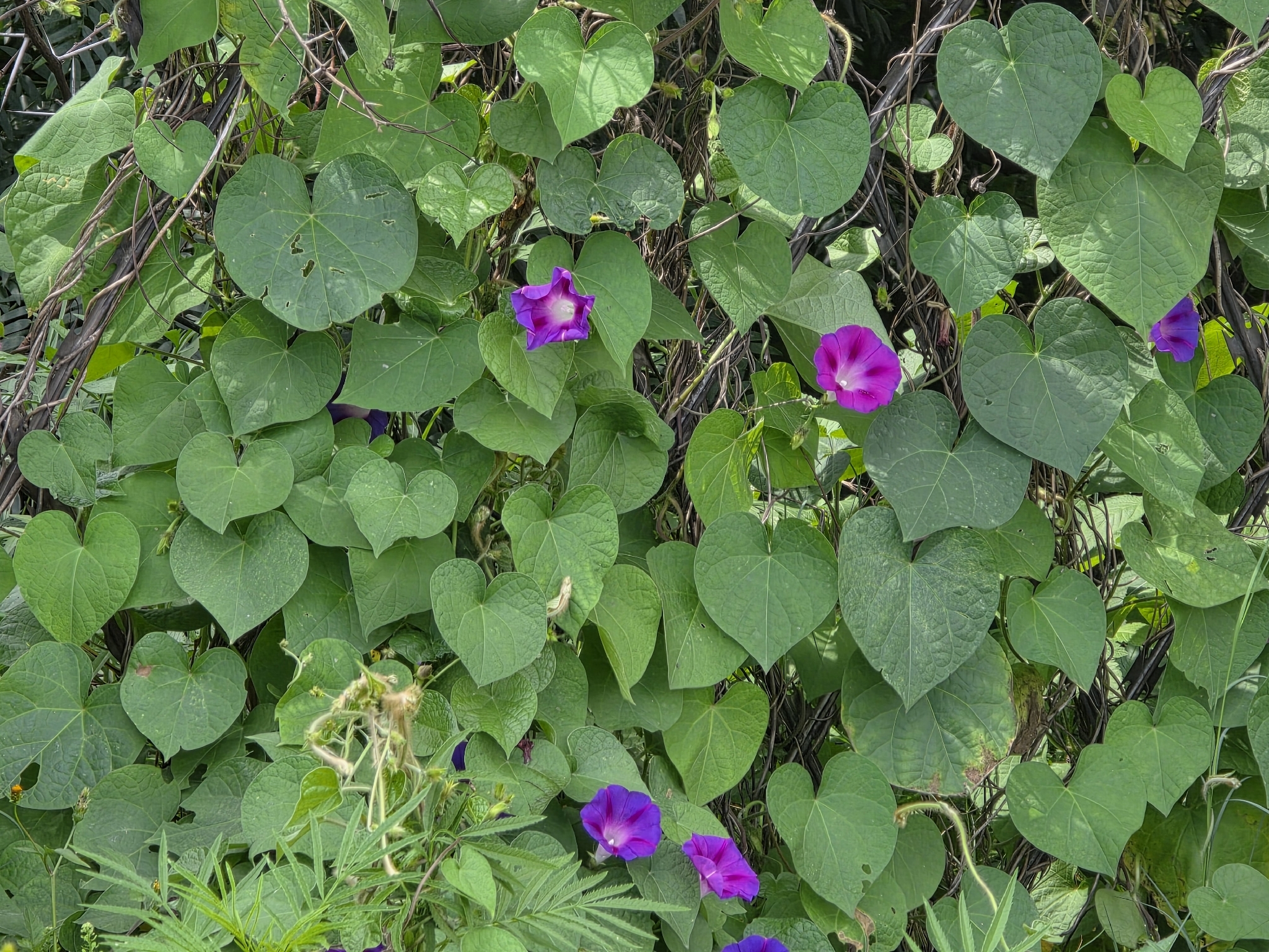 Purple Plant | Medicinal Plant in Akhdar Encyclopedia — Image 2