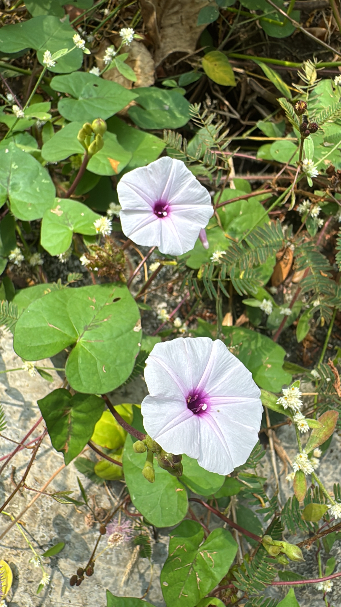 Ipomoea sagittifolia | Medicinal plant in the Akhdar Encyclopedia — Image 2