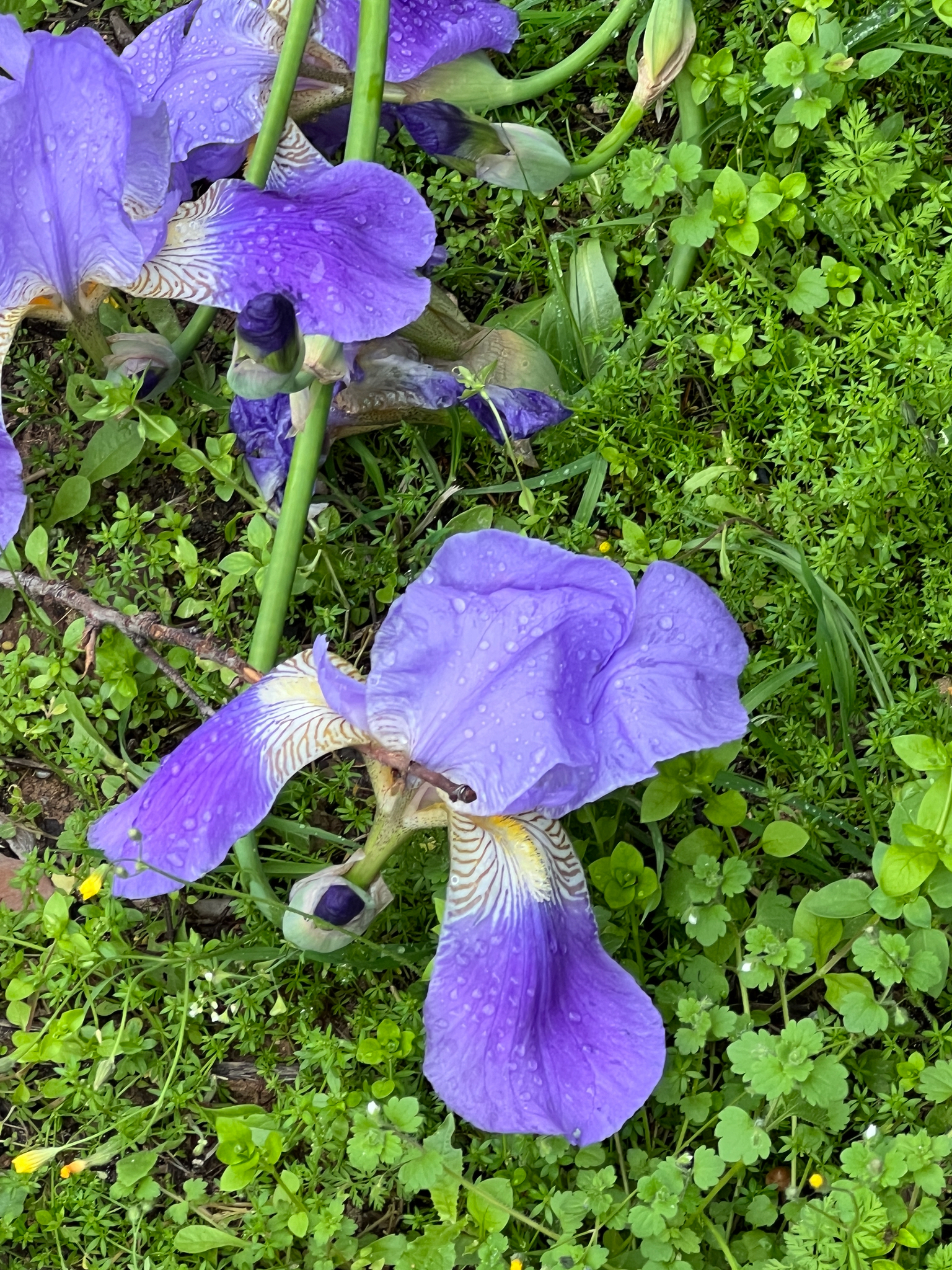 Iris iraquí | Planta medicinal en la enciclopedia Akhdar — Imagen 2