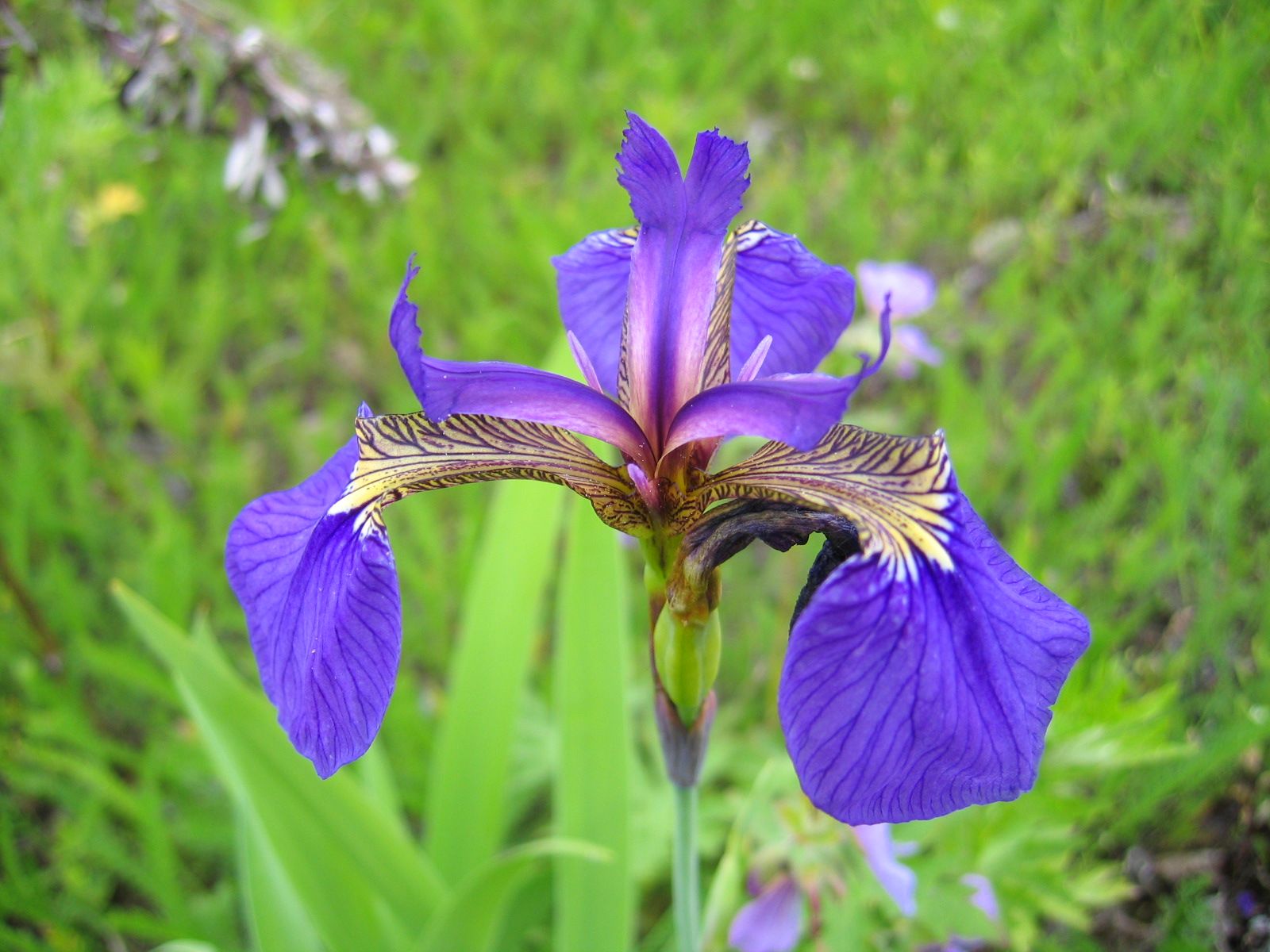 Iris setosa | نبات طبي في موسوعة أخضر