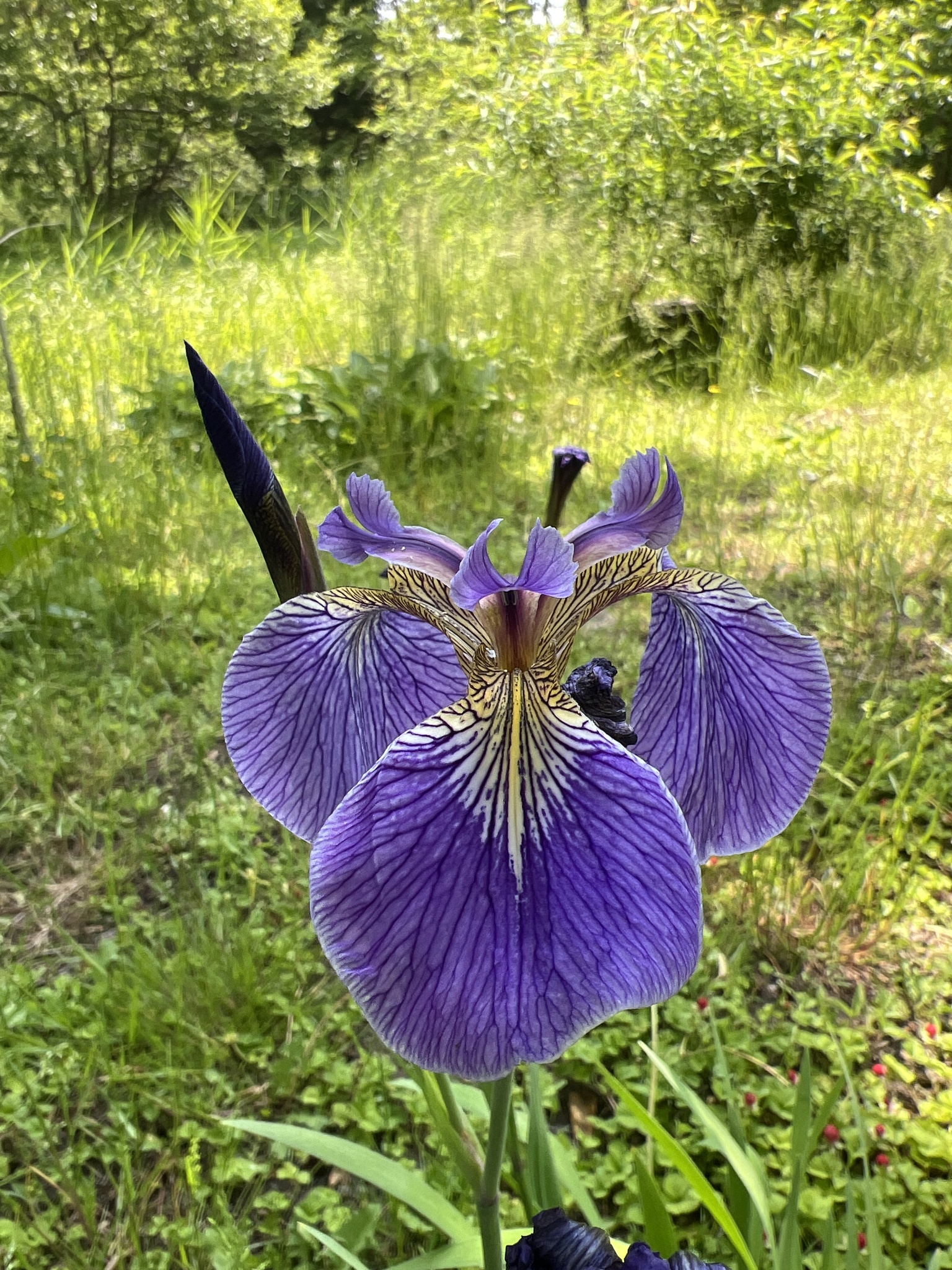 Iris setosa | Medicinal plant in the Akhdar encyclopedia — Image 2