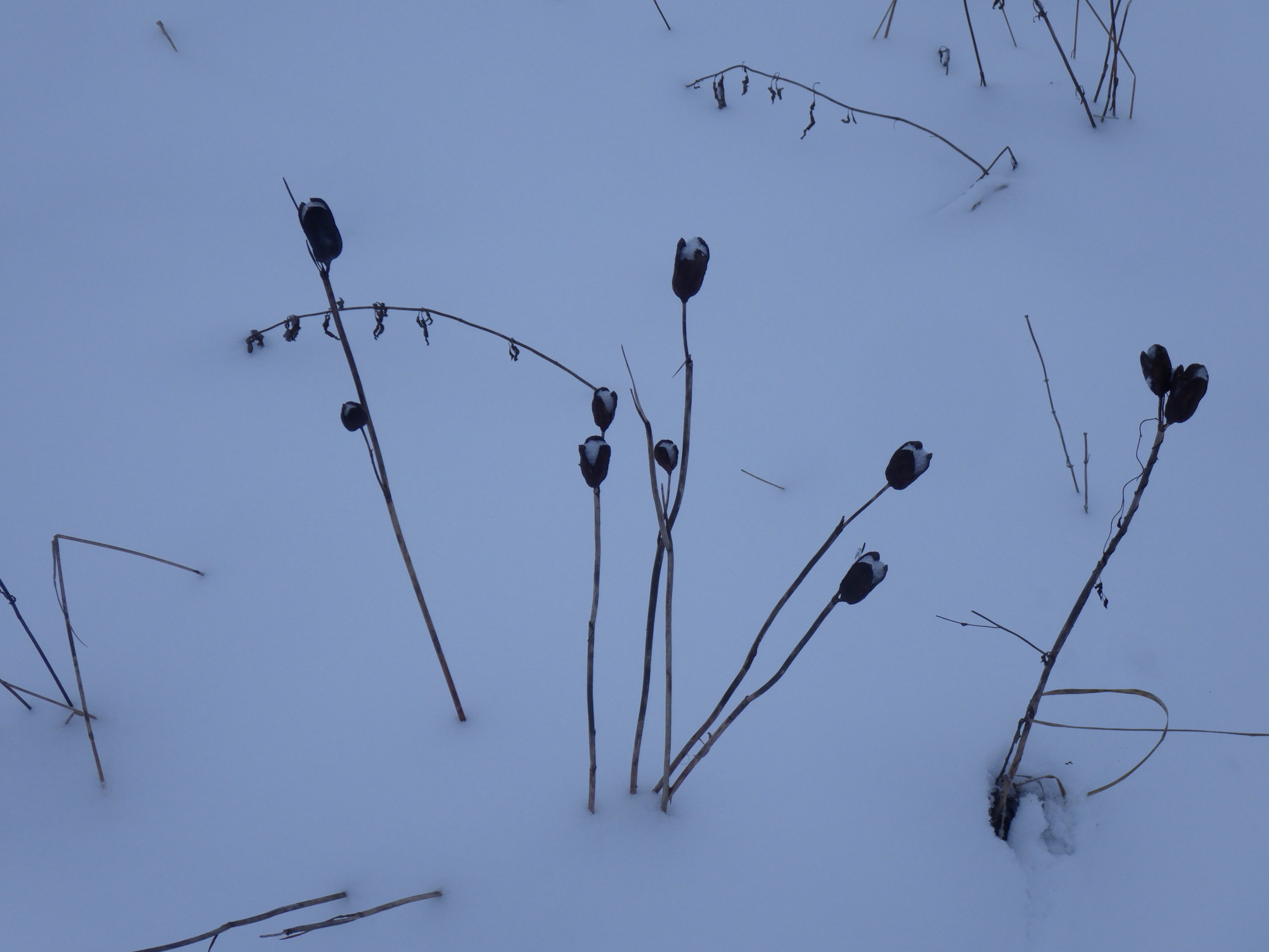 Siberian iris | Medicinal plant in the Akhdar encyclopedia — Image 2