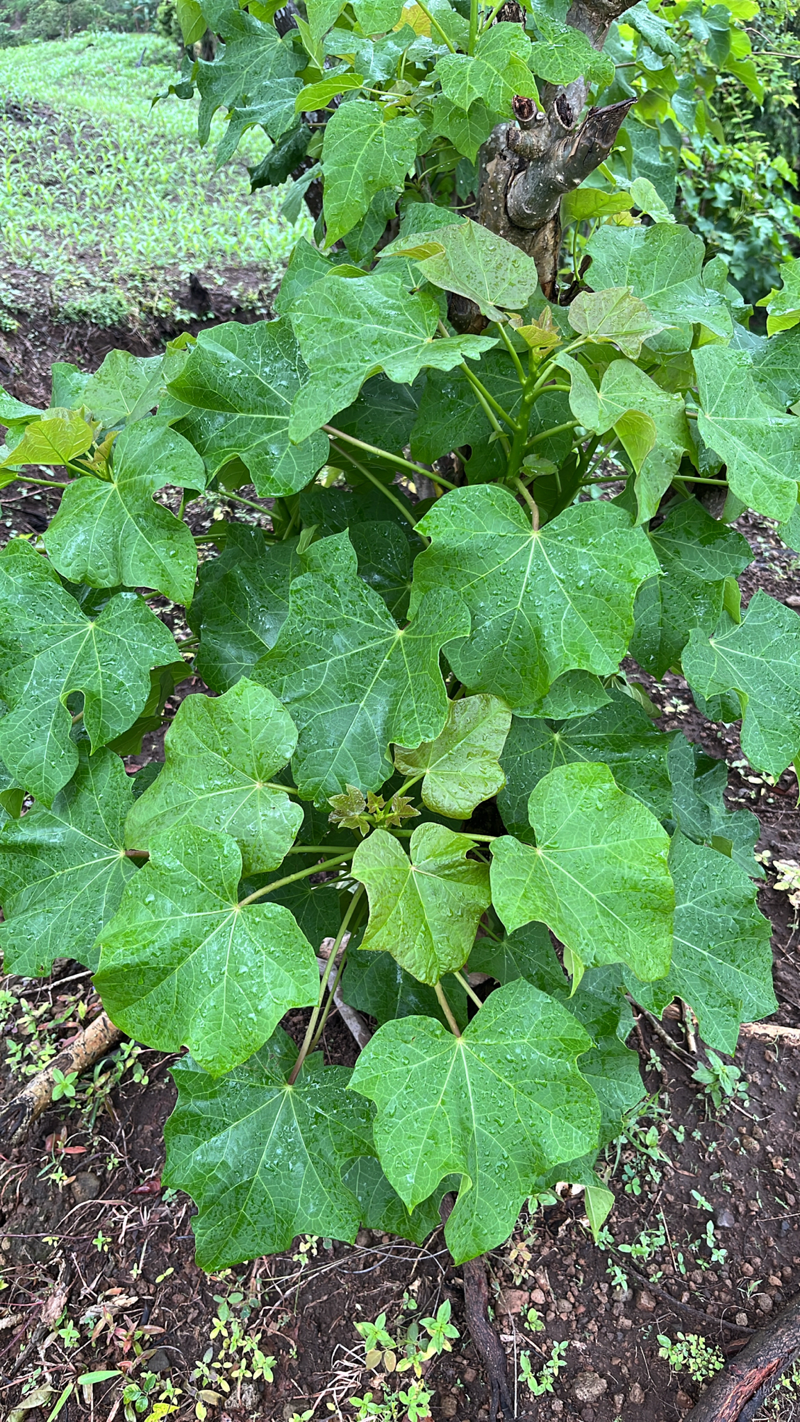 Yatrufa al-Qahtah | Planta medicinal en la enciclopedia Akhdar — Imagen 2