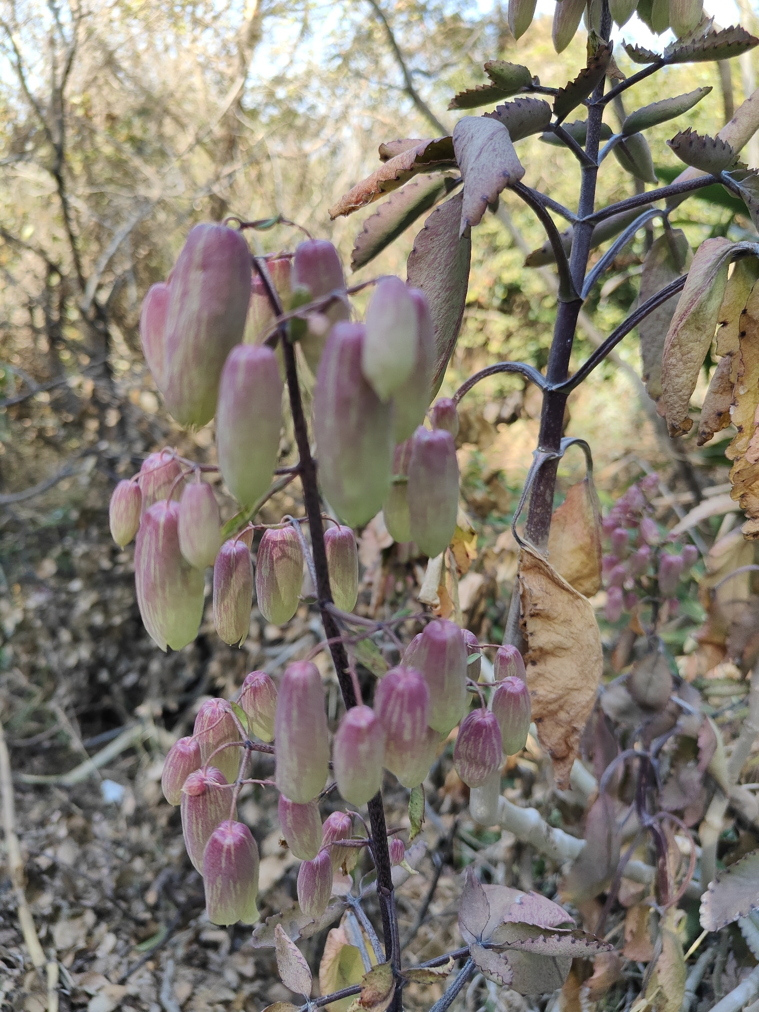 Piñata Kalanchoe | Plante médicinale dans l'encyclopédie Akhdar — Image 2