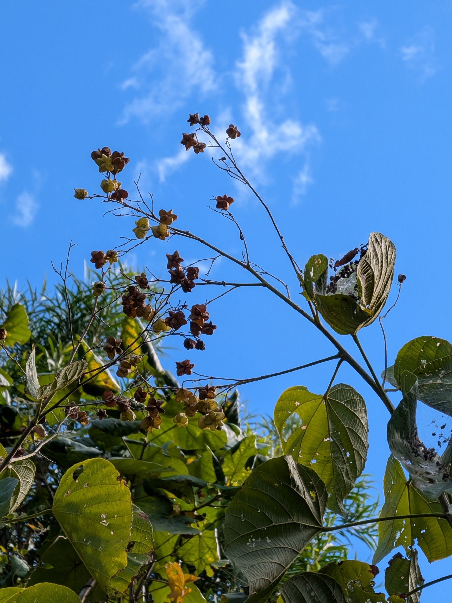 Kleinhofia | Medicinal plant in the Akhdar Encyclopedia — Image 2