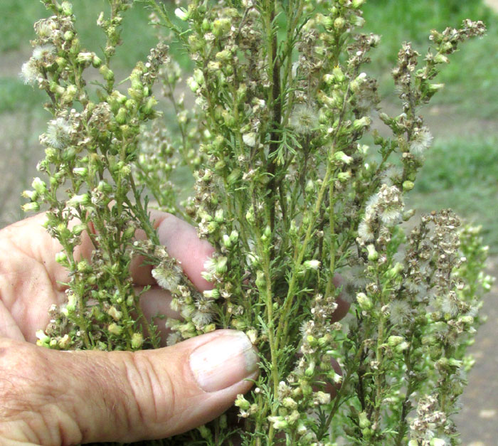 Laennecia sophiifolia | نبات طبي في موسوعة أخضر