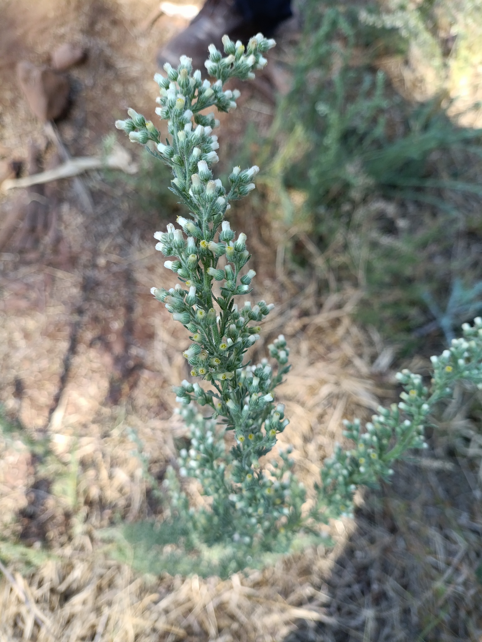 Laennecia sophiifolia | نبات طبي في موسوعة أخضر — صورة 2