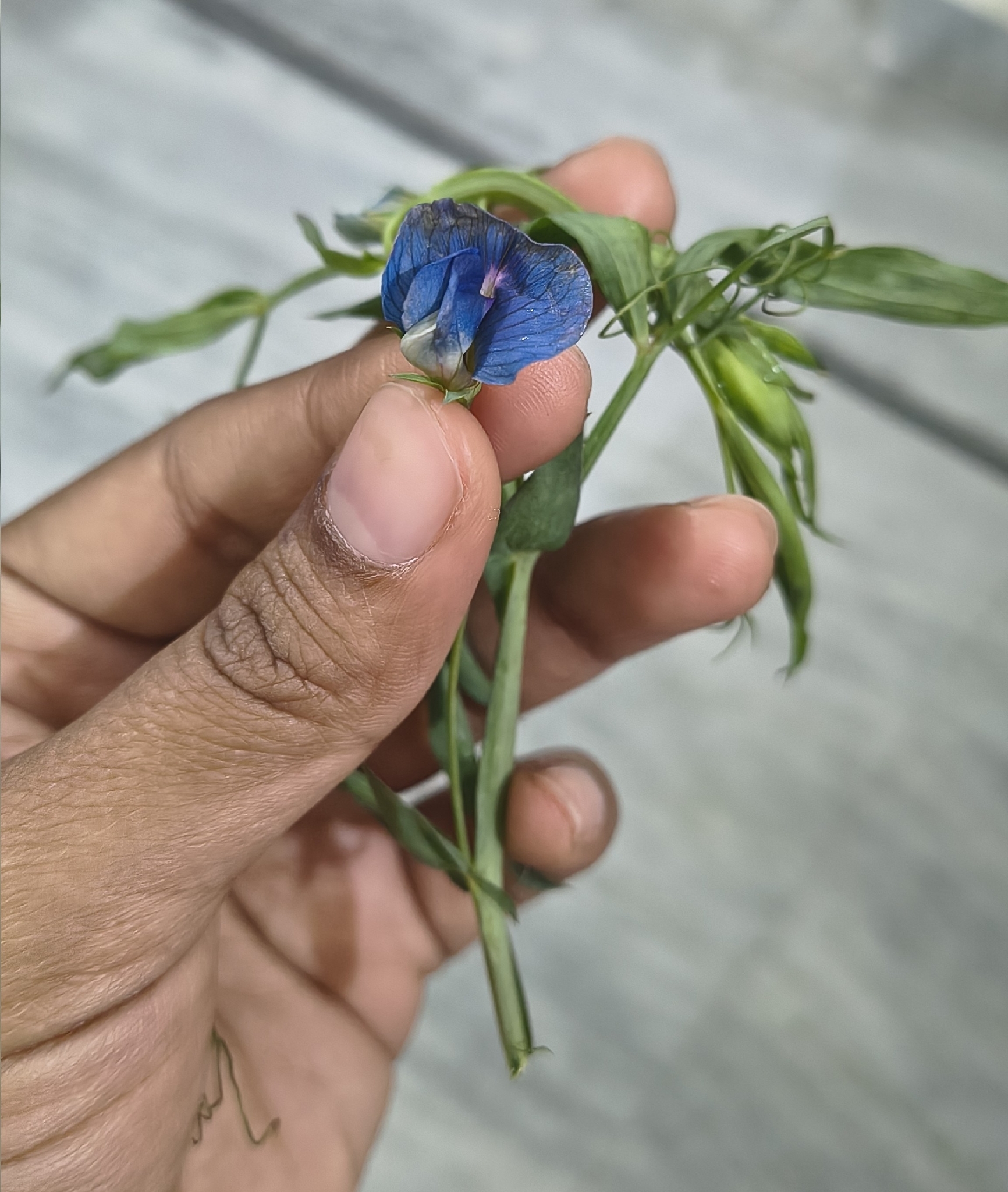 Cultivated pea | Medicinal plant in the Akhdar Encyclopedia — Image 2