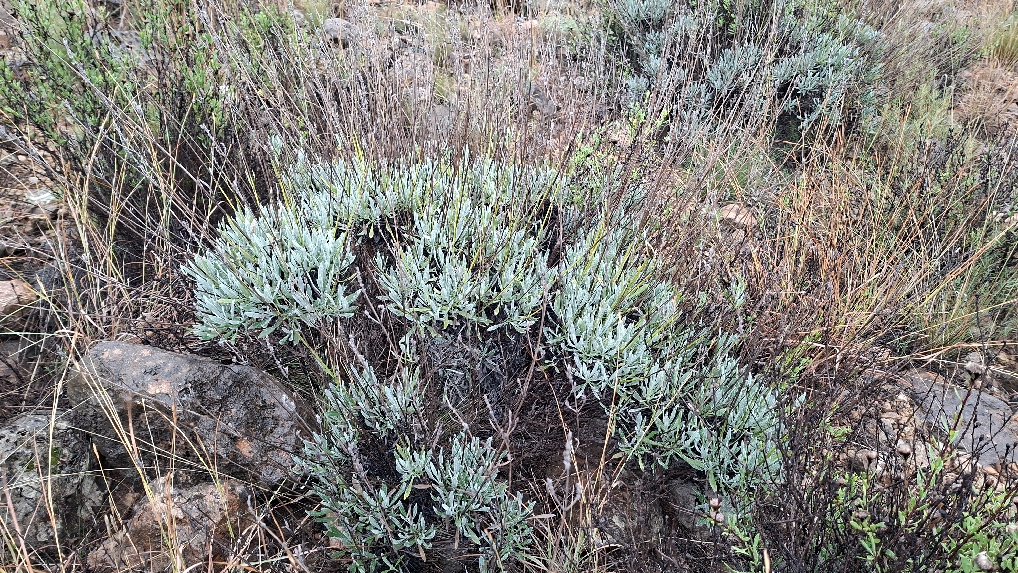 Broadleaf Lavender | Medicinal Plant in Akhdar Encyclopedia — Image 2