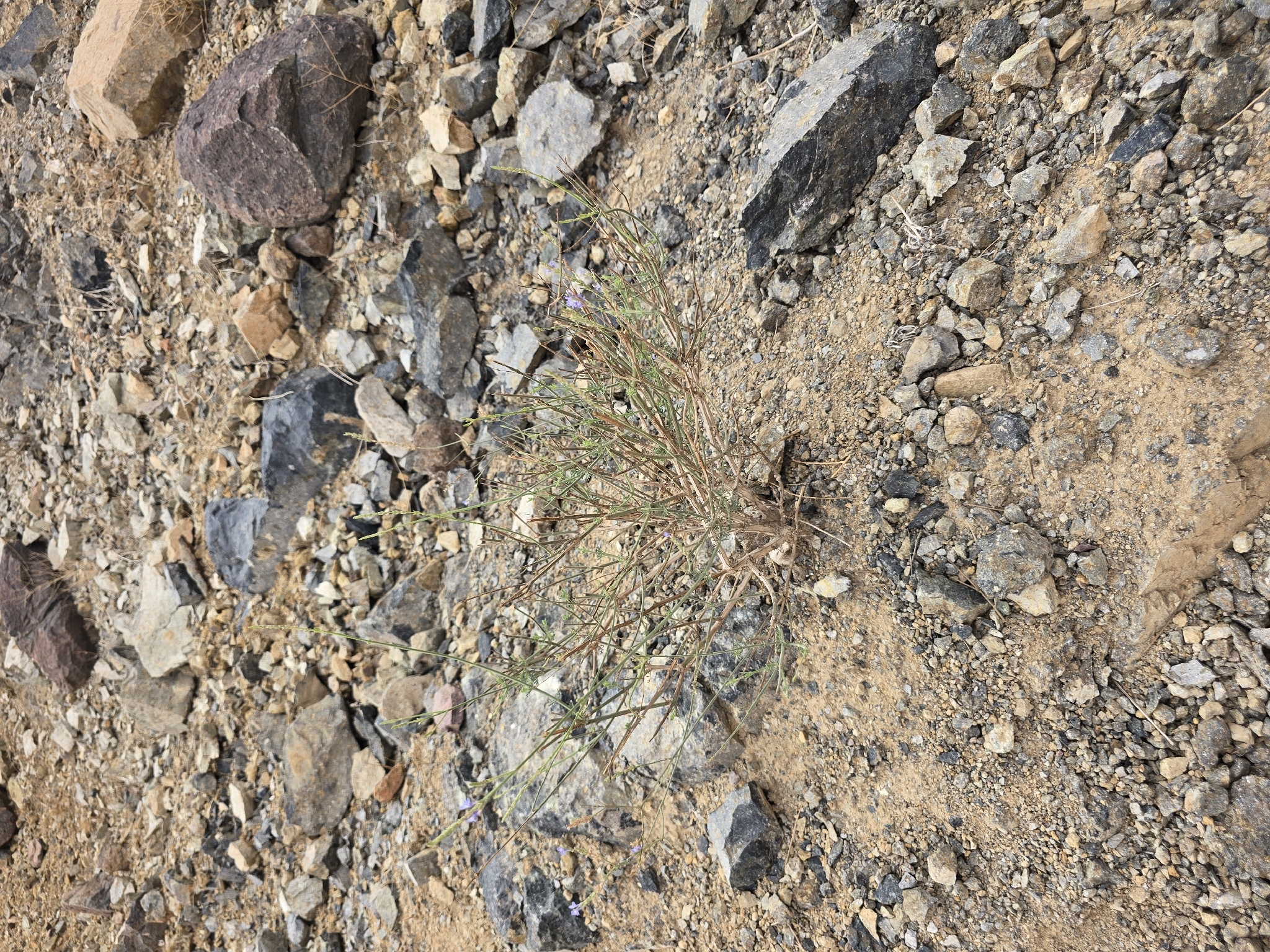 Lavanda (Hypericum vulgare) | Planta medicinal en la enciclopedia Akhdar — Imagen 2