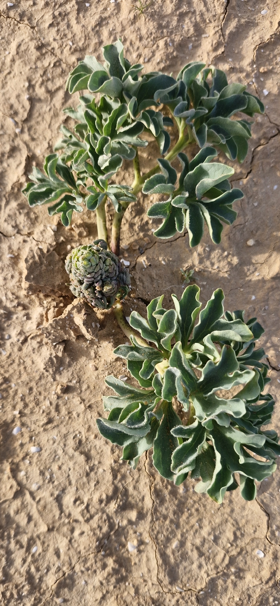 Raqf | A medicinal plant in the Akhdar encyclopedia — Image 2