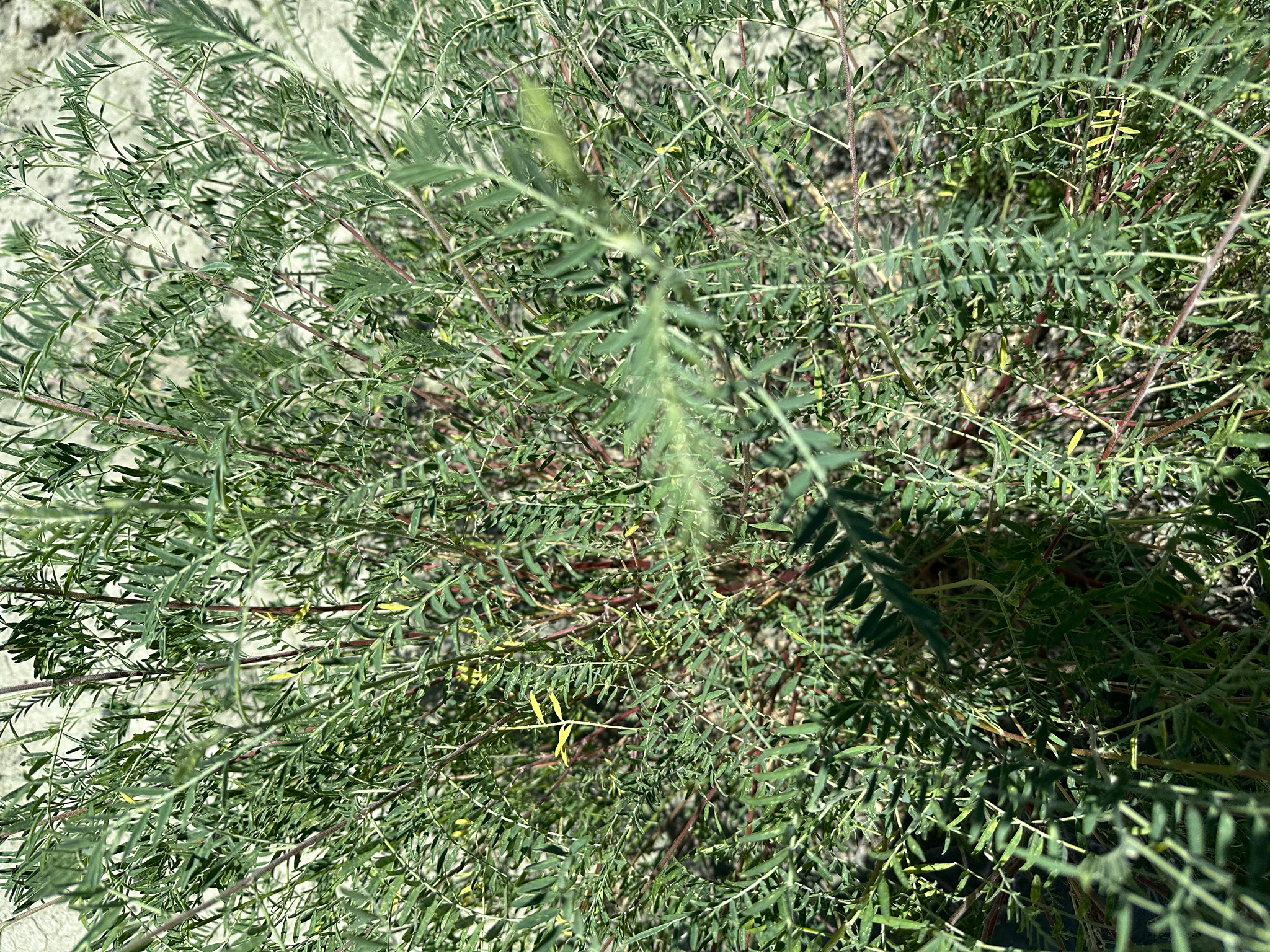 Naïve branching | Medicinal plant in the Akhdar Encyclopedia — Image 2