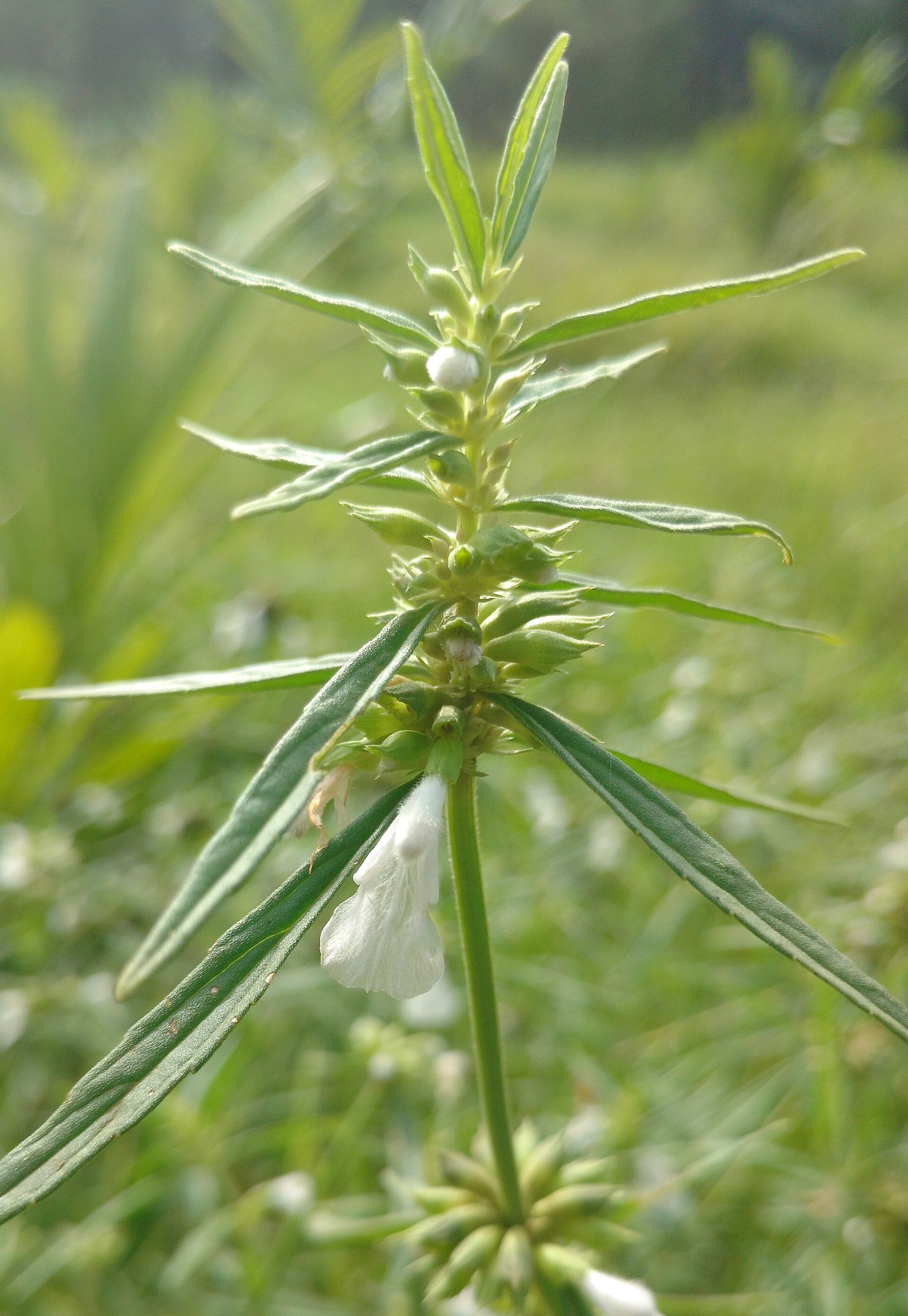 Leucas aspera | نبات طبي في موسوعة أخضر