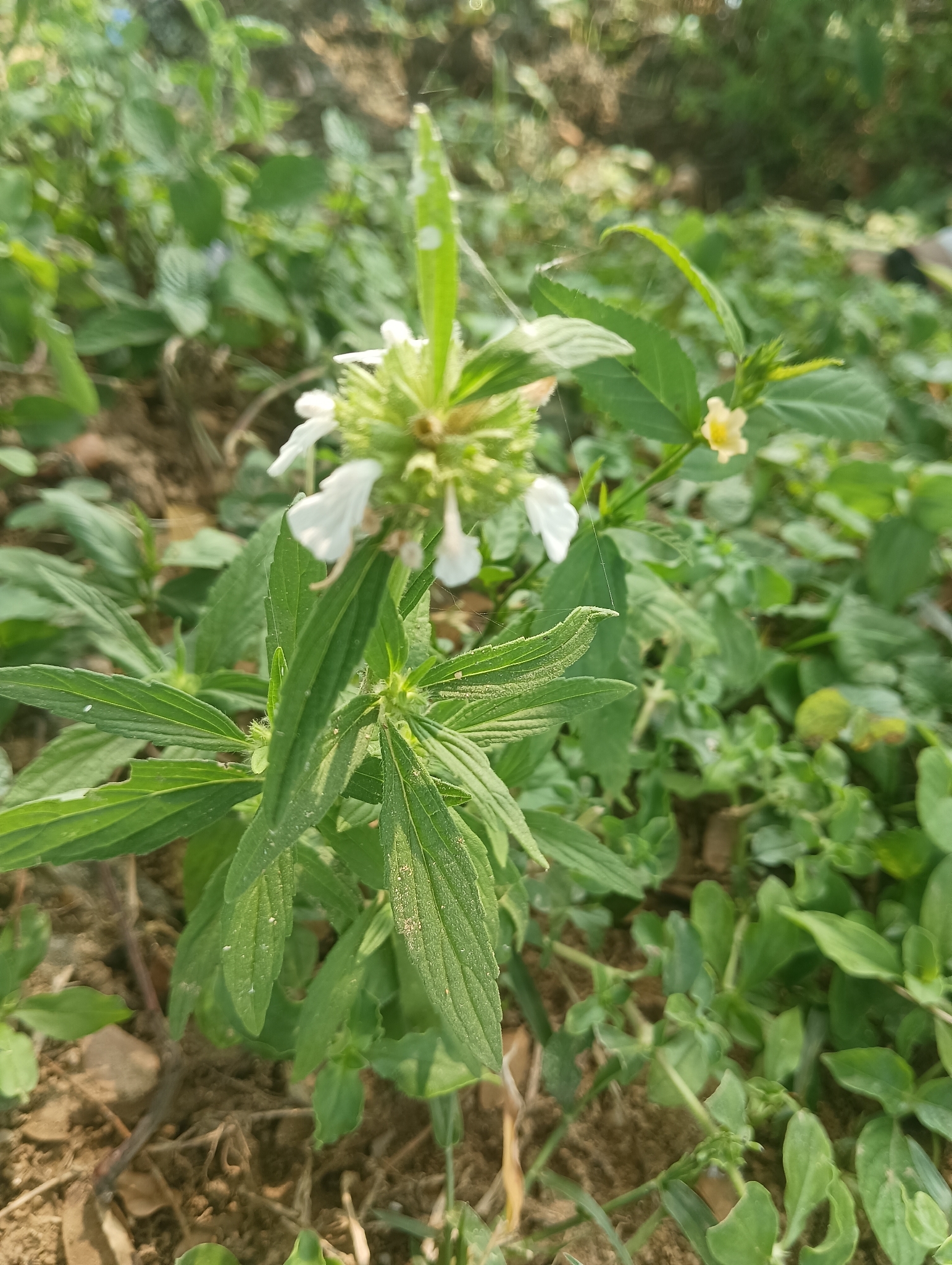 Leucas aspera | نبات طبي في موسوعة أخضر — صورة 2