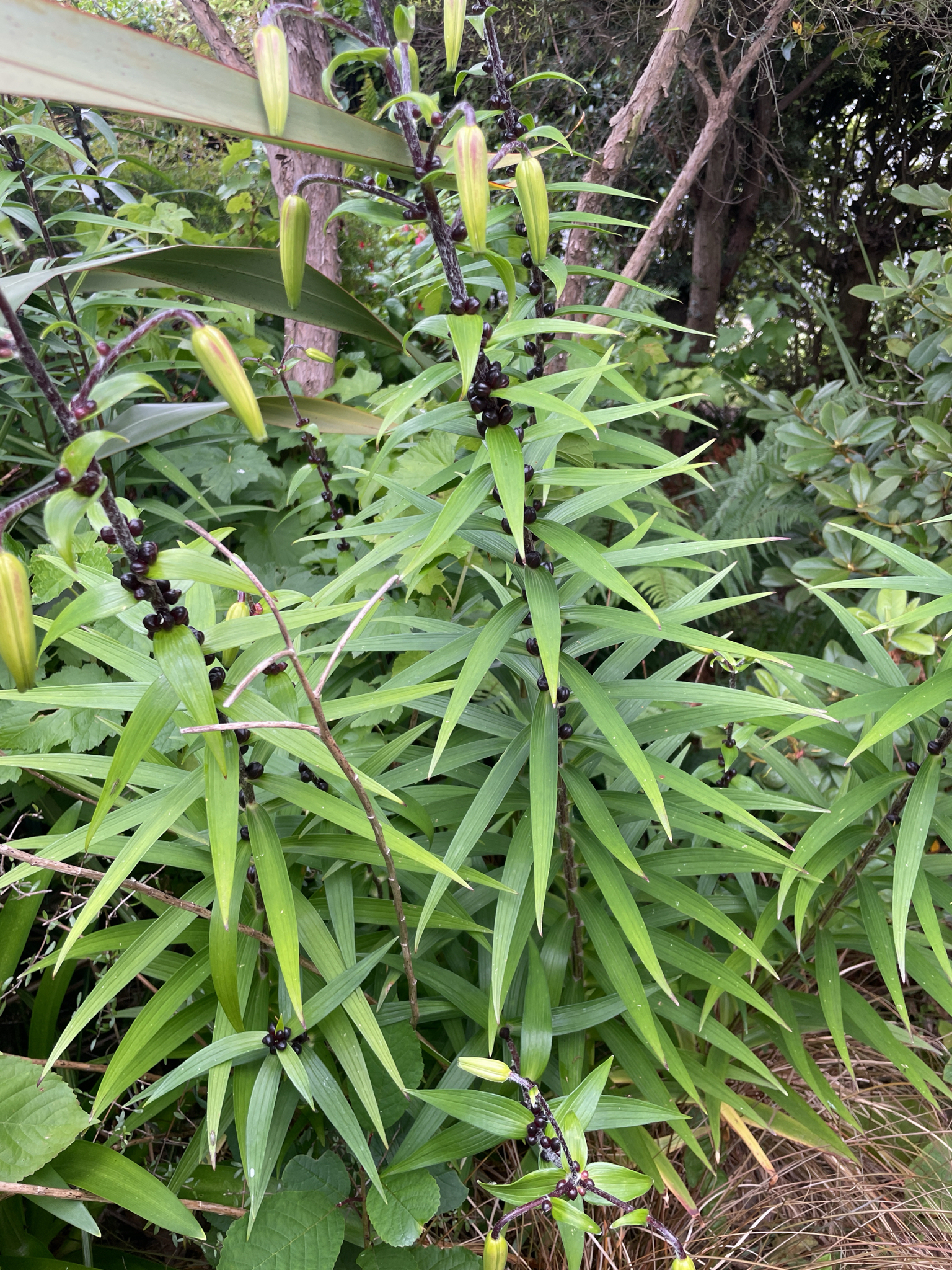 Tiger Lily | Medicinal Plant in Akhdar Encyclopedia — Image 2