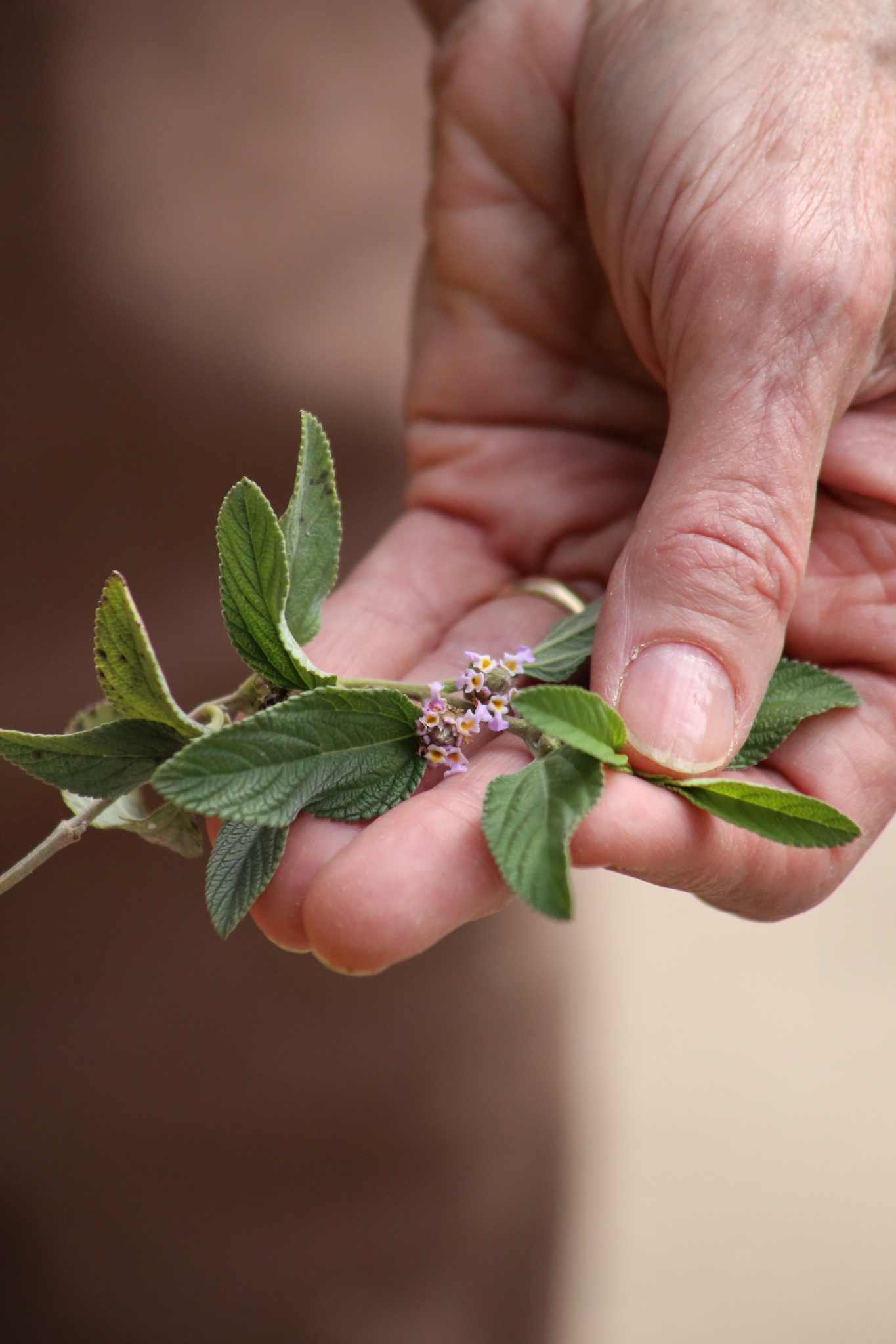 Libye Alba | Plante médicinale dans l'encyclopédie Akhdar — Image 2