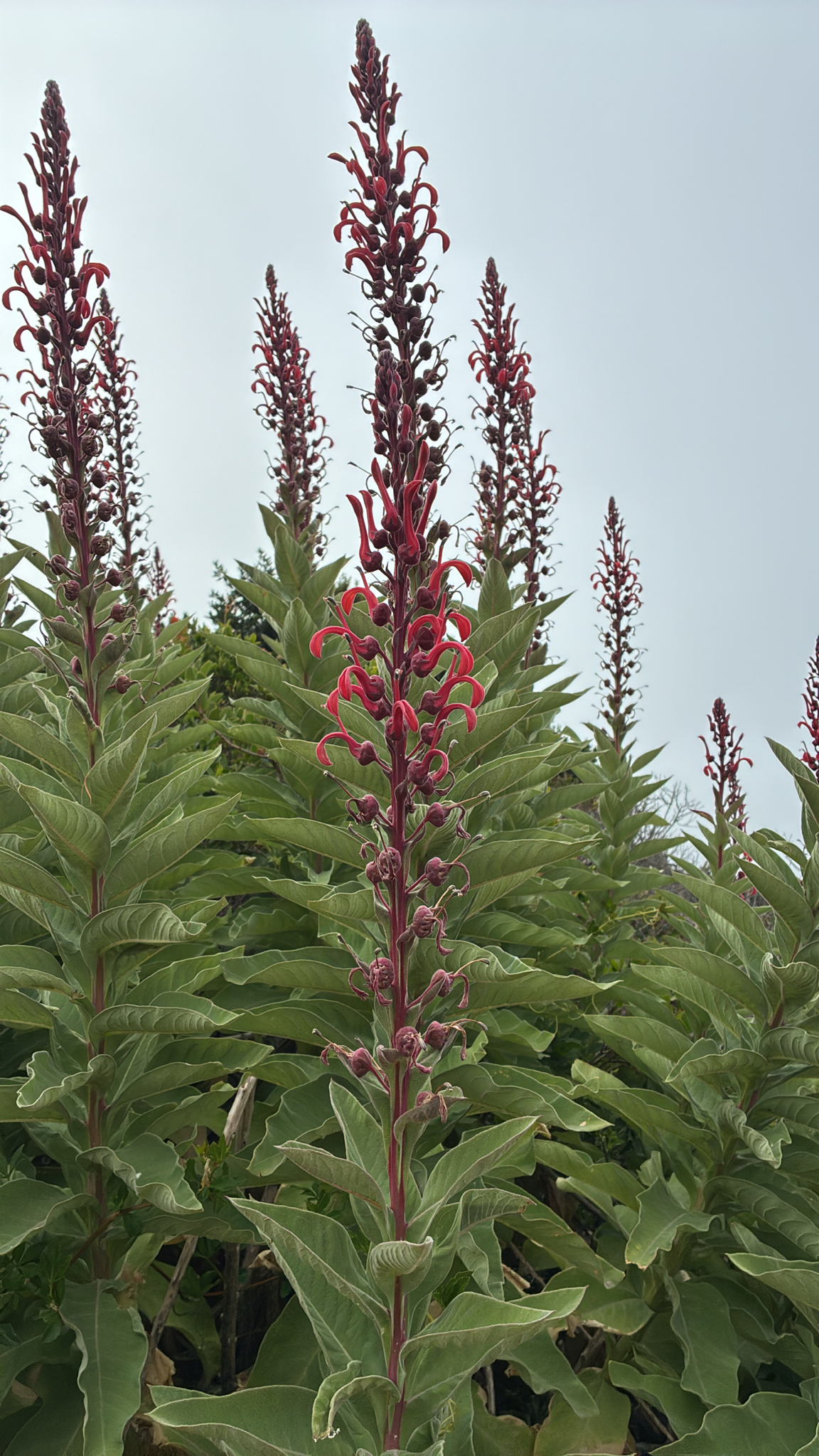 Lobelia tuba | Plante médicinale dans l'encyclopédie Akhdar — Image 2