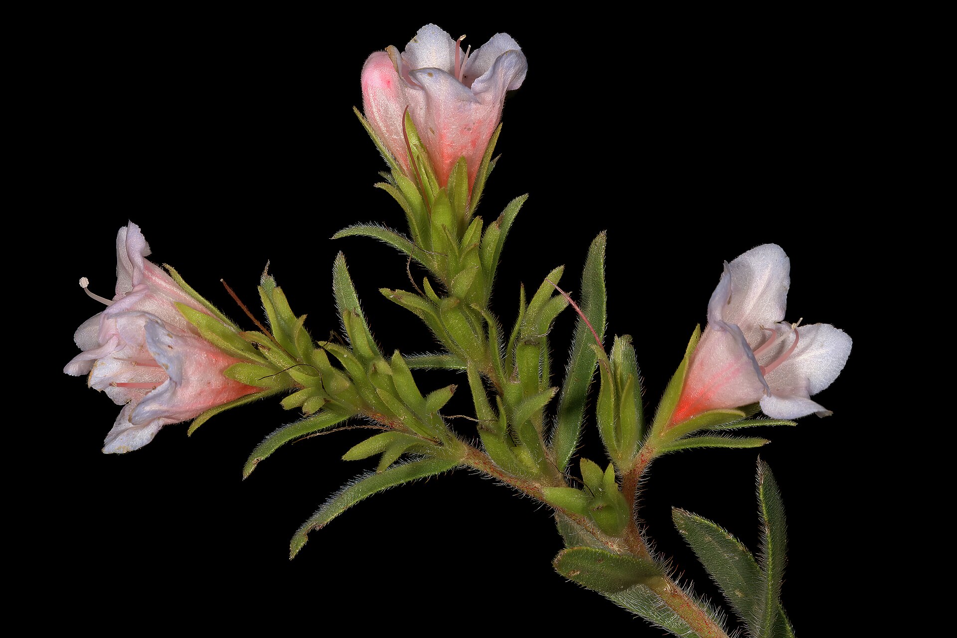 Lobstemon fruticosus | نبات طبي في موسوعة أخضر