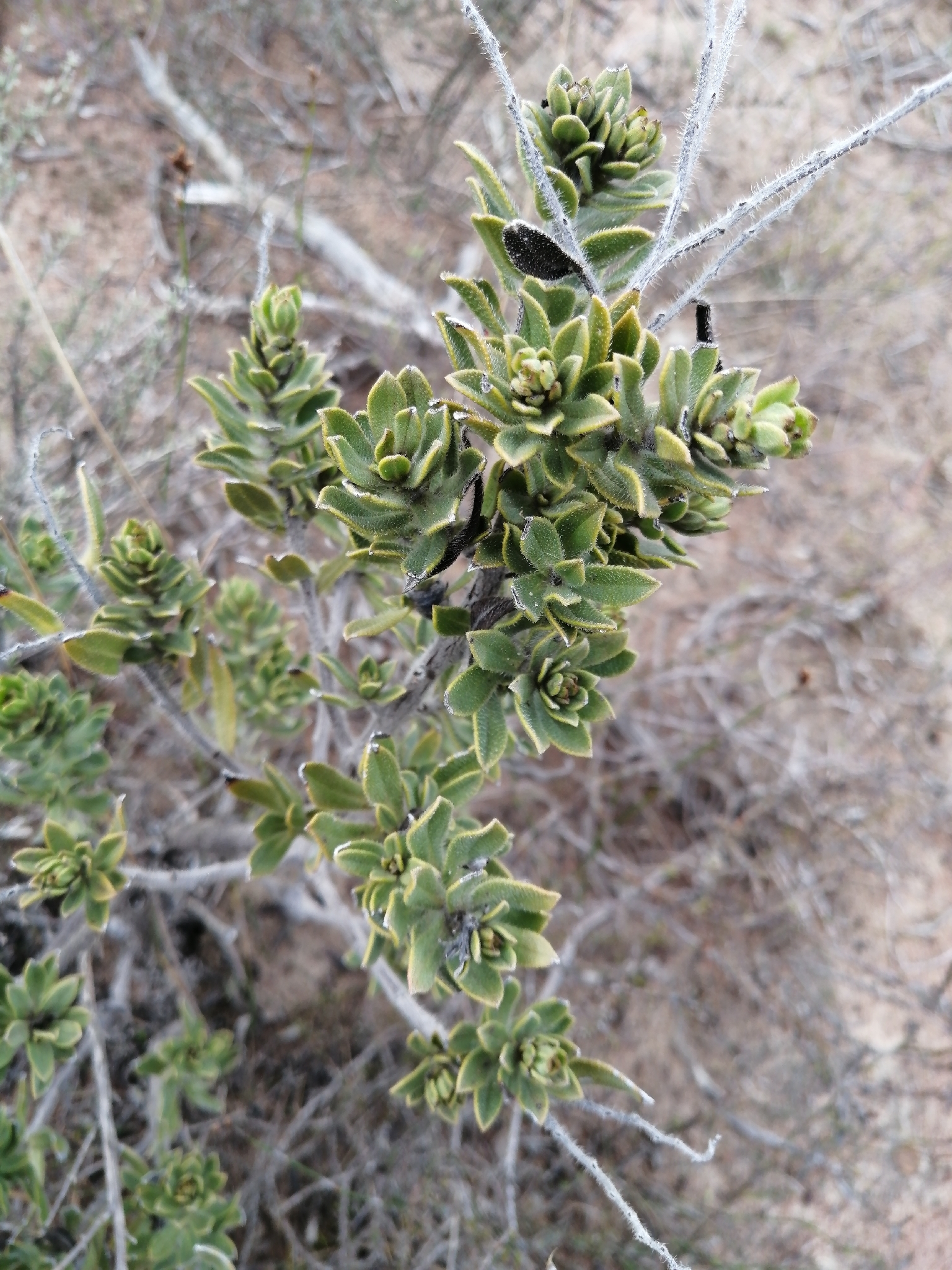 Lobstemon fruticosus | نبات طبي في موسوعة أخضر — صورة 2