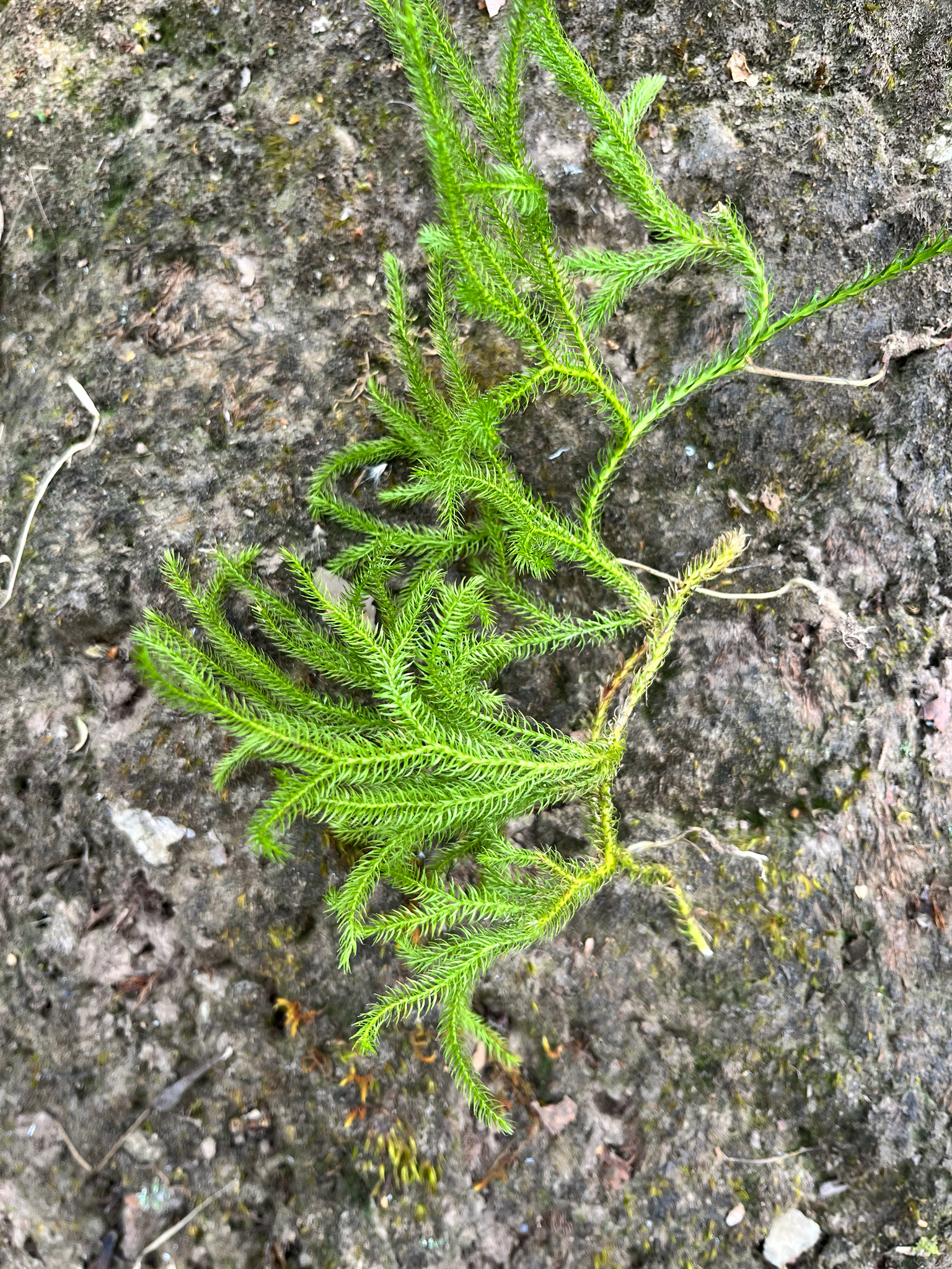 Lycopodium japonicum | Plante médicinale dans l'encyclopédie Akhdar — Image 2
