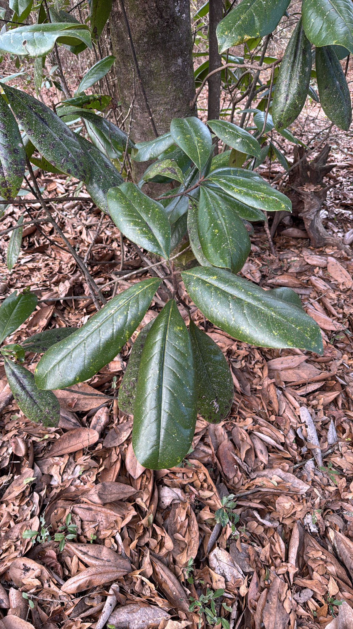 Magnolia | Plante médicinale dans l'encyclopédie Akhdar — Image 2