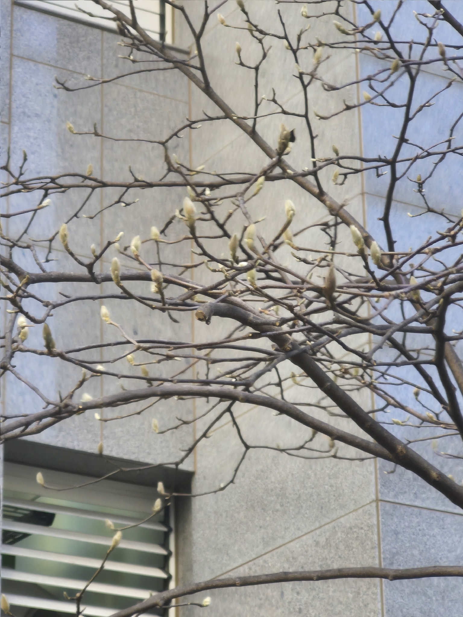 Magnolia naked | Medicinal plant in the Akhdar Encyclopedia — Image 2