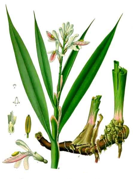 Lesser galangal | Medicinal plant in the Akhdar encyclopedia