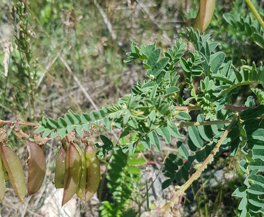 Astragale de Chine | Une plante médicinale dans l'encyclopédie Akhdar