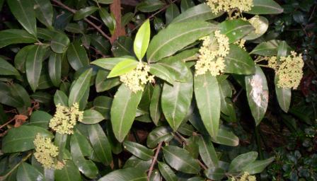 Lemon myrtle | Medicinal plant in the Akhdar encyclopedia
