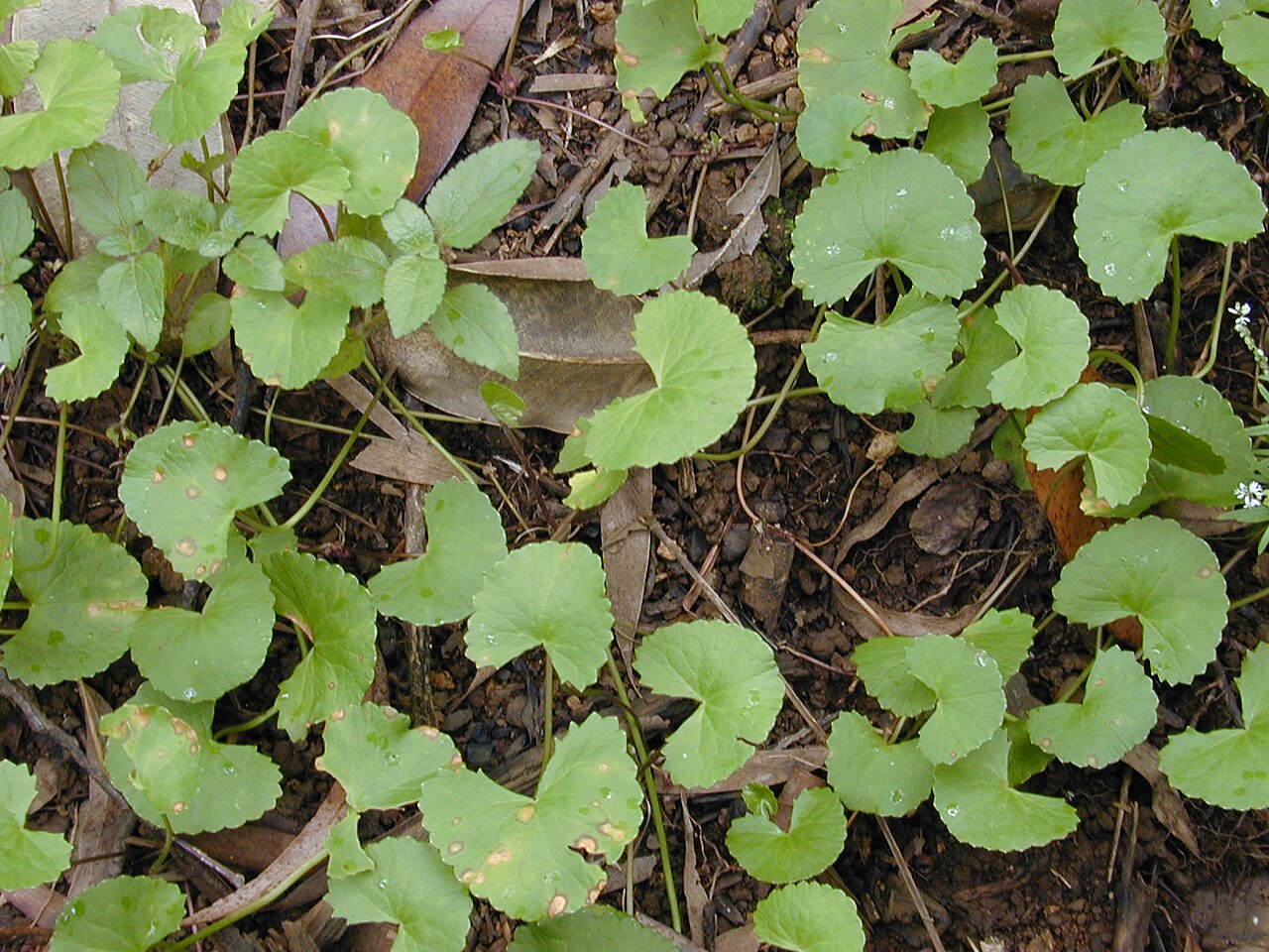 Gotu kola | Una planta medicinal en la enciclopedia Akhdar