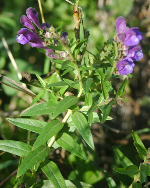 Huang Chen | Medicinal Plant in Akhdar Encyclopedia