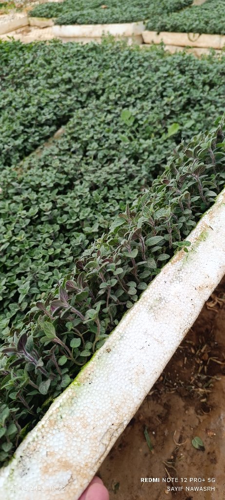 زعتر ضفه | البركه للانتاج النباتي - أخضر