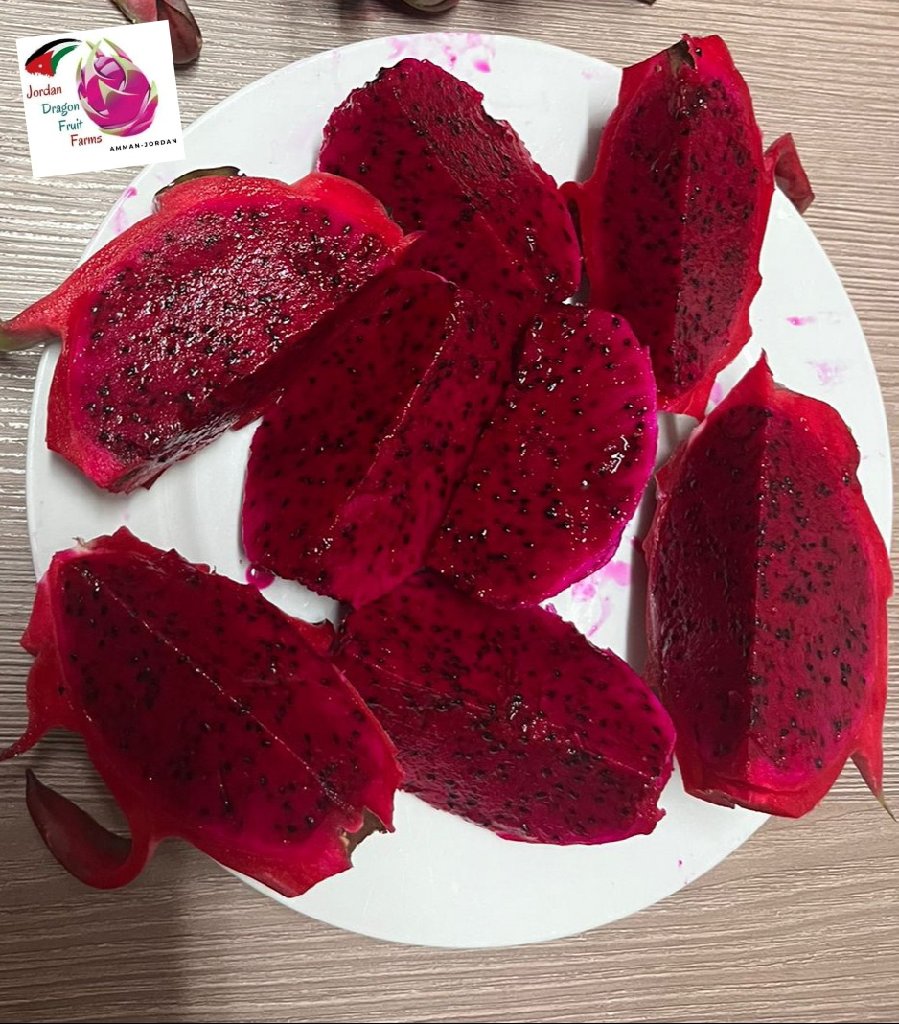 بذور دراجون فروت | Jordan Dragon Fruit Farms - أخضر
