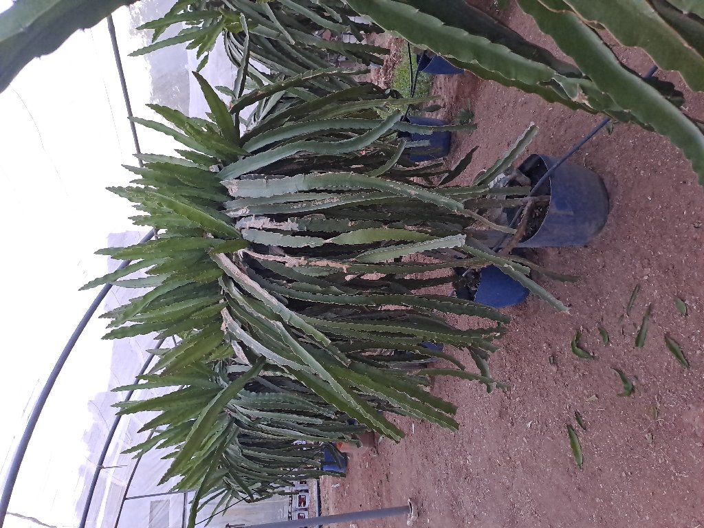 ستاند للدراجون فروت | Jordan Dragon Fruit Farms - أخضر