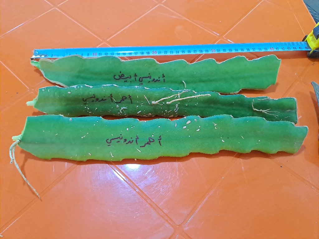 عقل دراجون فروت أندونيسي أحمر | Jordan Dragon Fruit Farms - أخضر