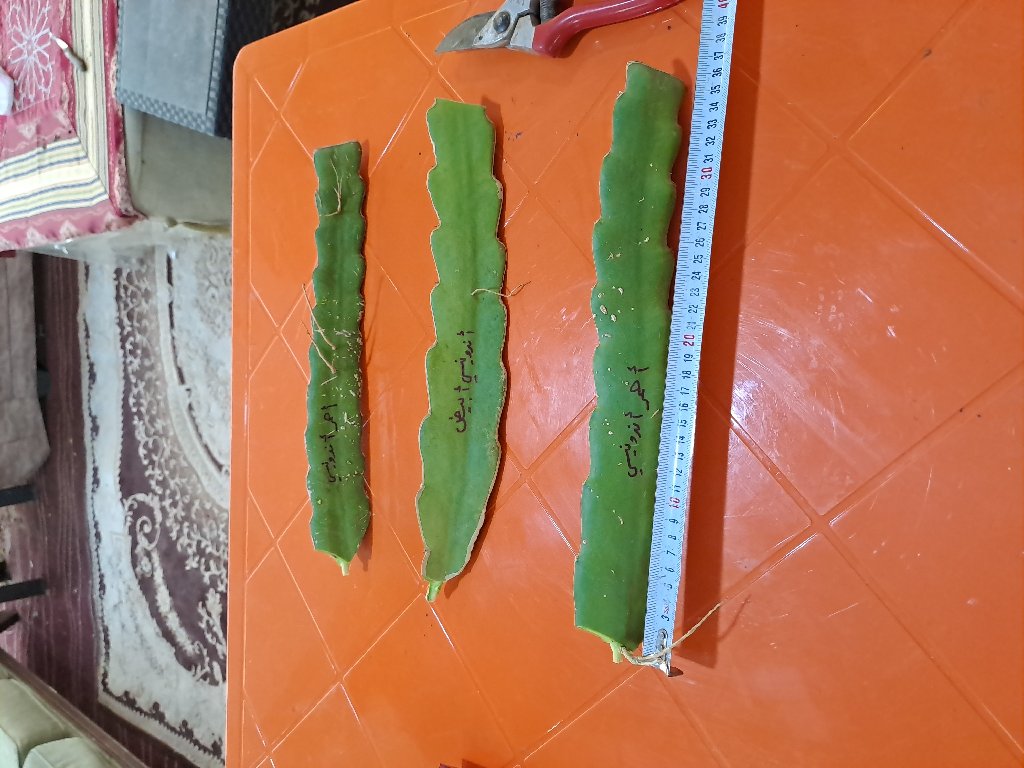 عقل دراجةن فروت أندونيسي أبيض | Jordan Dragon Fruit Farms - أخضر