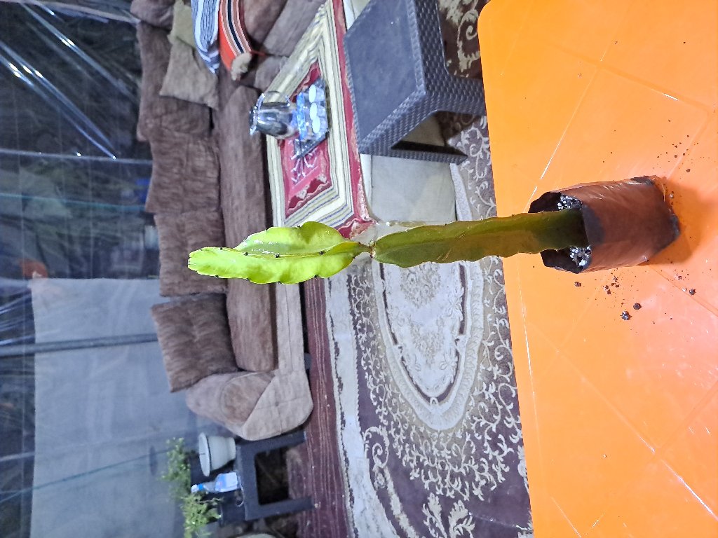 شتل دراجون فروت أصفر ISIS مهجن | Jordan Dragon Fruit Farms - أخضر