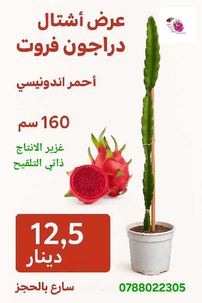 شتل دراجون أندونيسي أحمر | Jordan Dragon Fruit Farms - أخضر