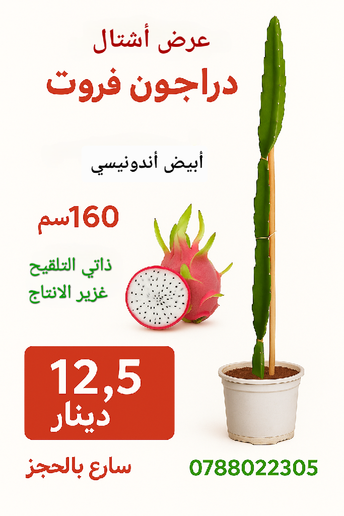 شتل دراجون فروت | Jordan Dragon Fruit Farms - أخضر