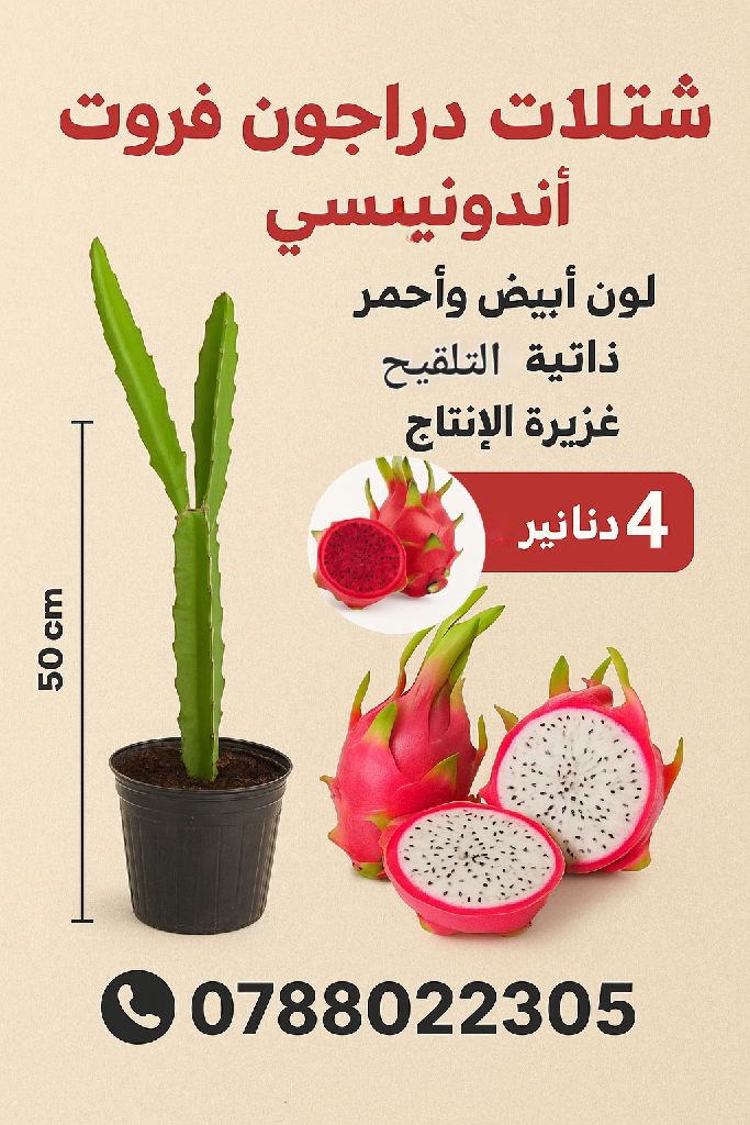 شتل دراجون حجم صغير | Jordan Dragon Fruit Farms - أخضر