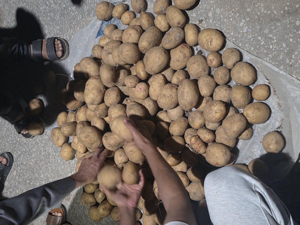 بطاطس | saqr - أخضر